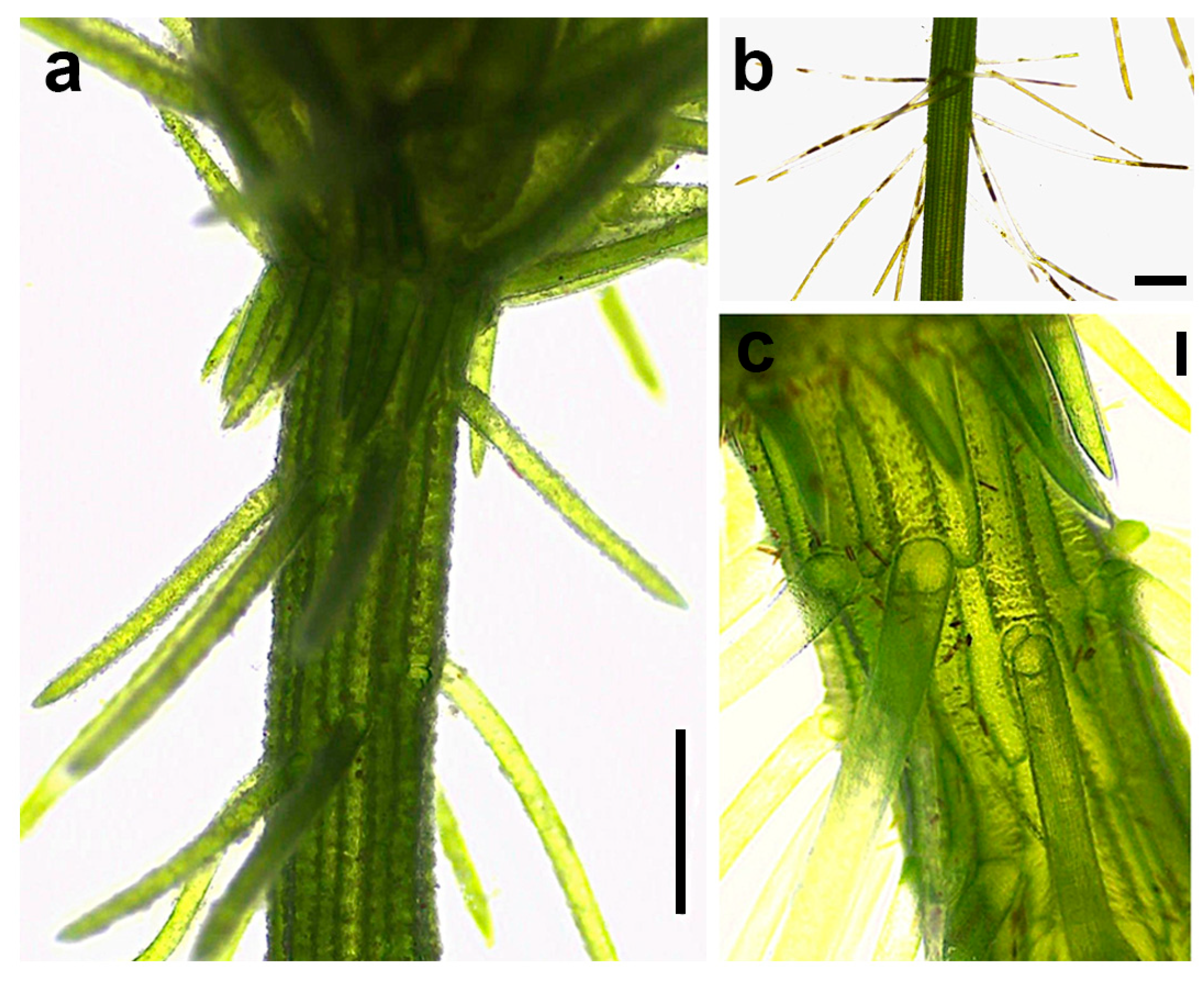 Phycology 06 00076 g006 Phycology 06 00076 g006