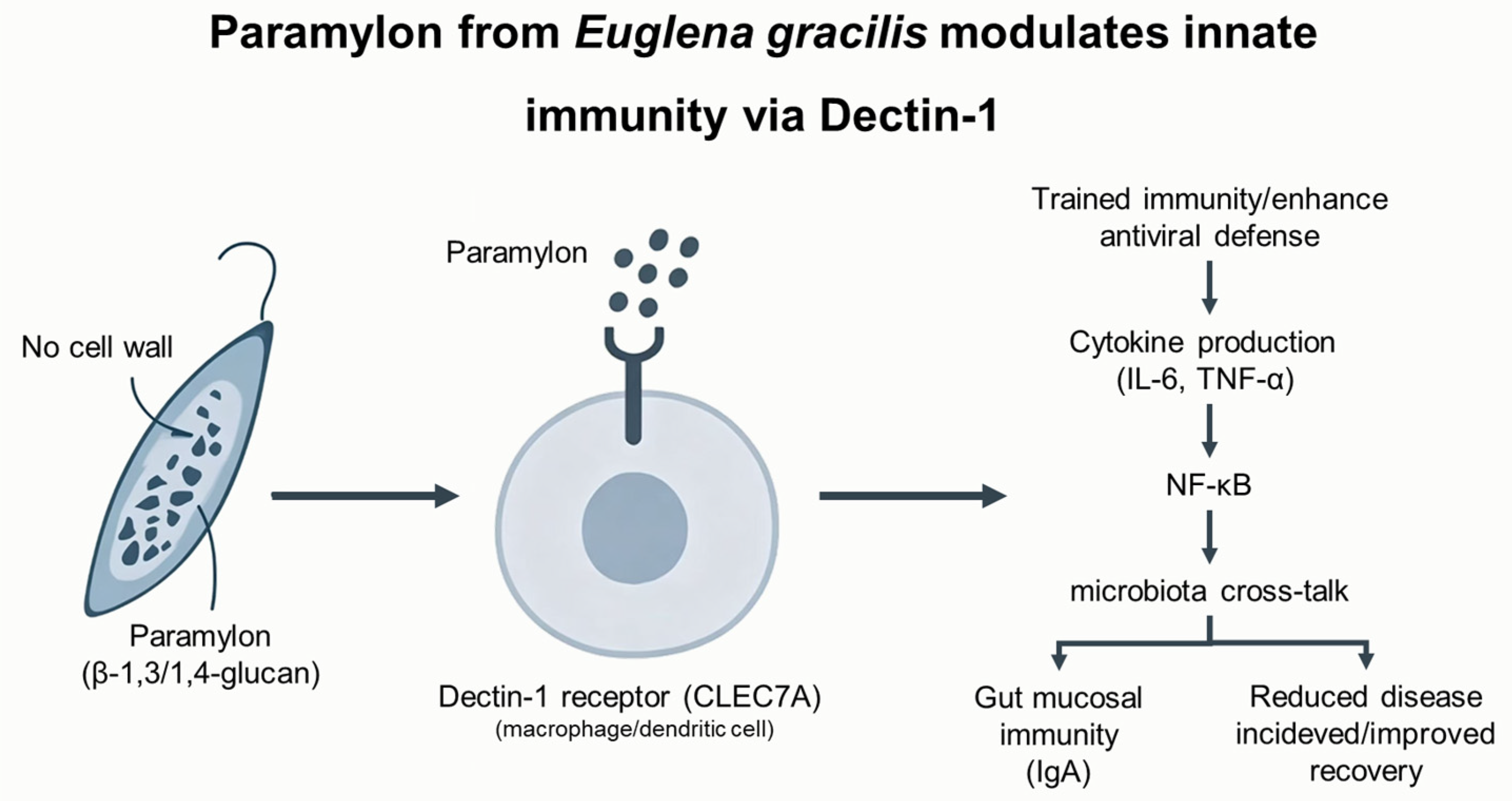 Phycology 06 00087 g001 Phycology 06 00087 g001