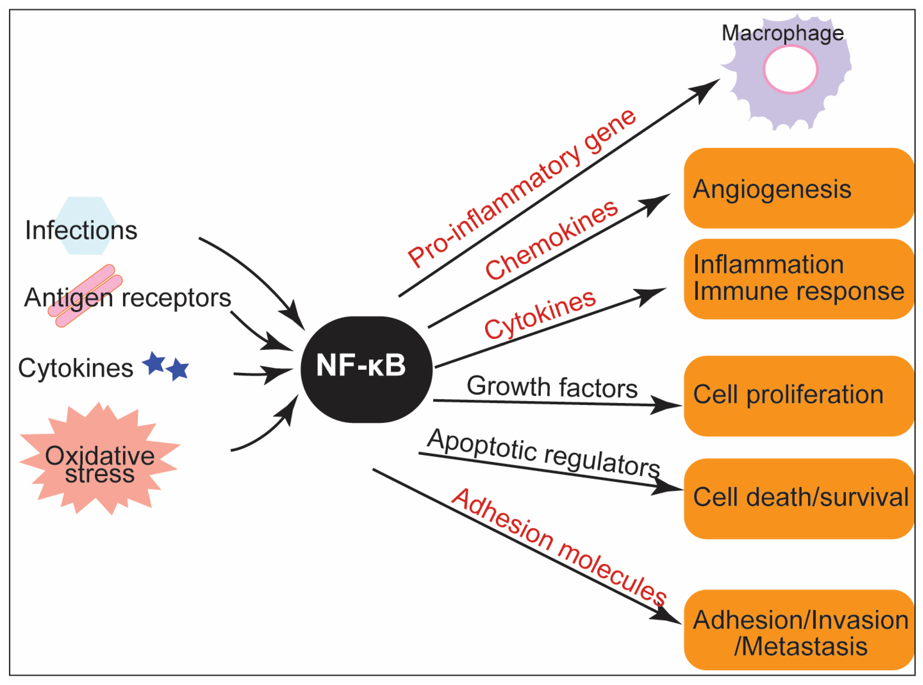 Physiologia 02 00004 g003