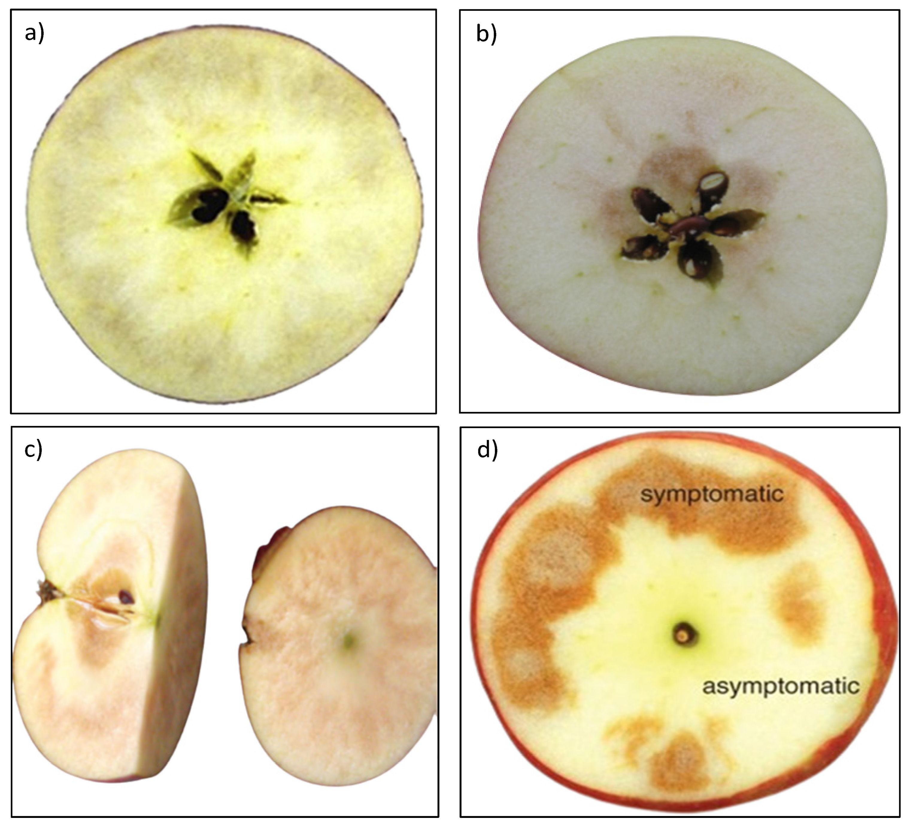 Apple - Honeycrisp - tasting notes, identification, reviews