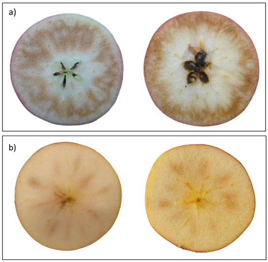 Physiologia Free FullText Internal Flesh Browning in Apple and Its