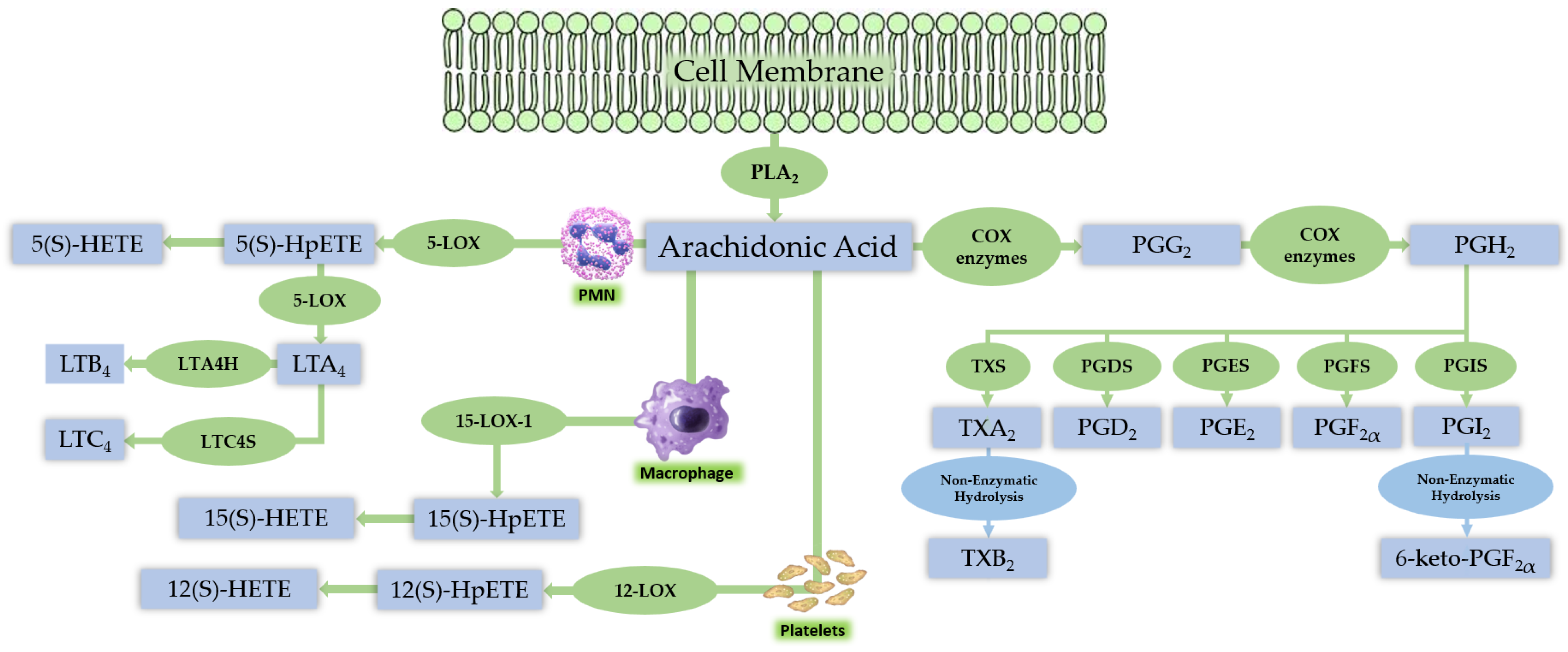 Physiologia 03 00022 g001 Physiologia 03 00022 g001