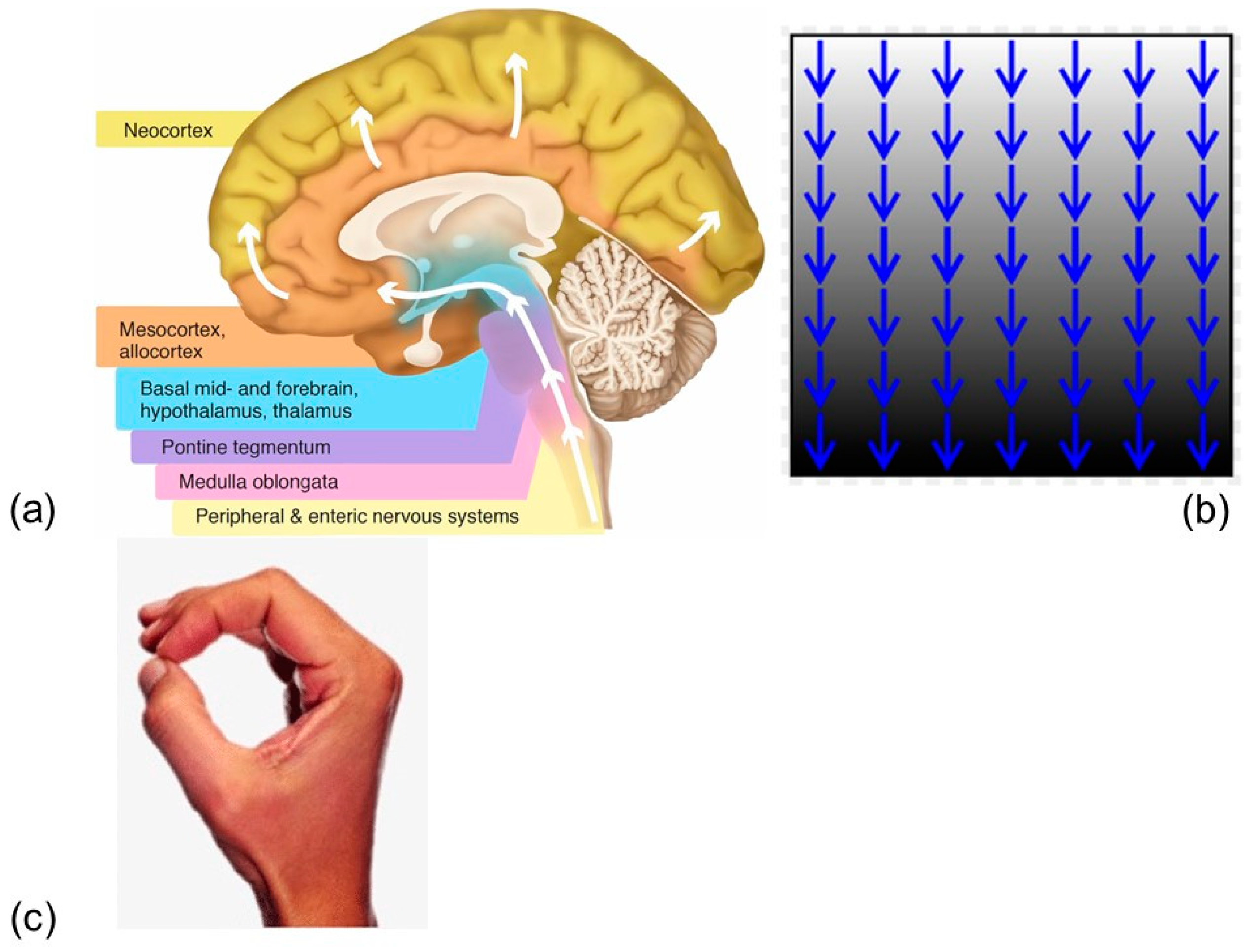 Physiologia 03 00037 g002