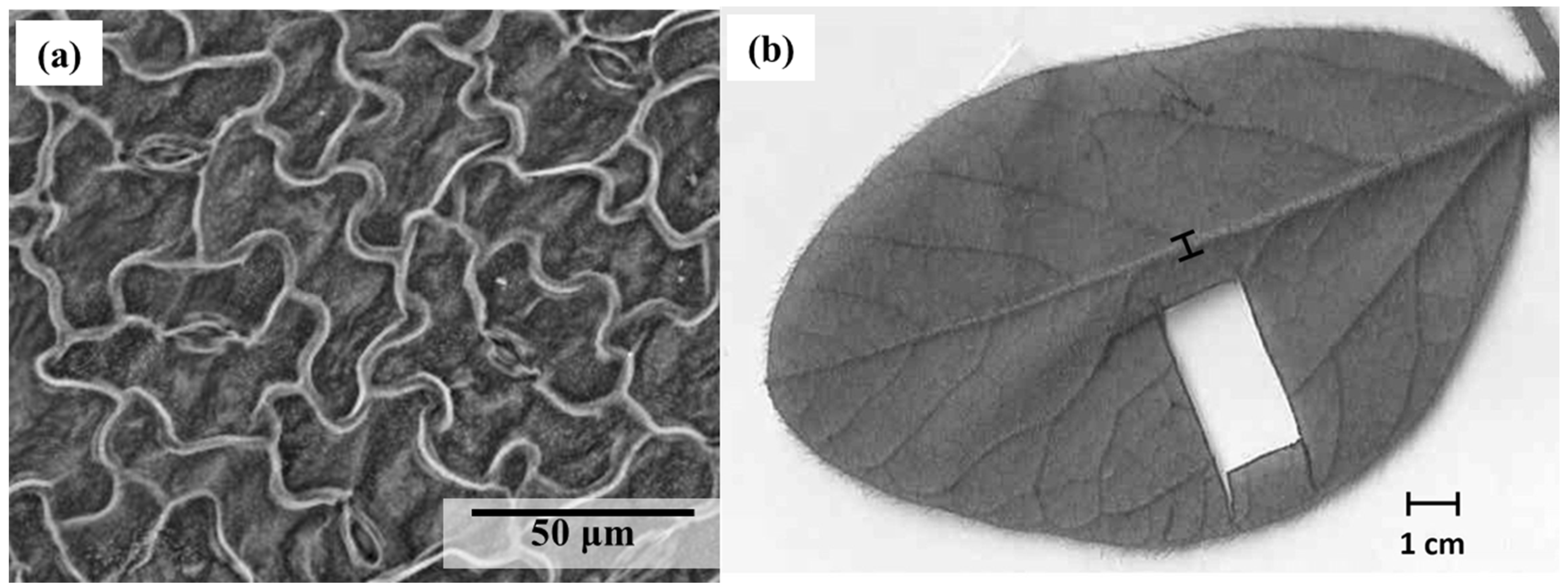 Physiologia 03 00039 g002