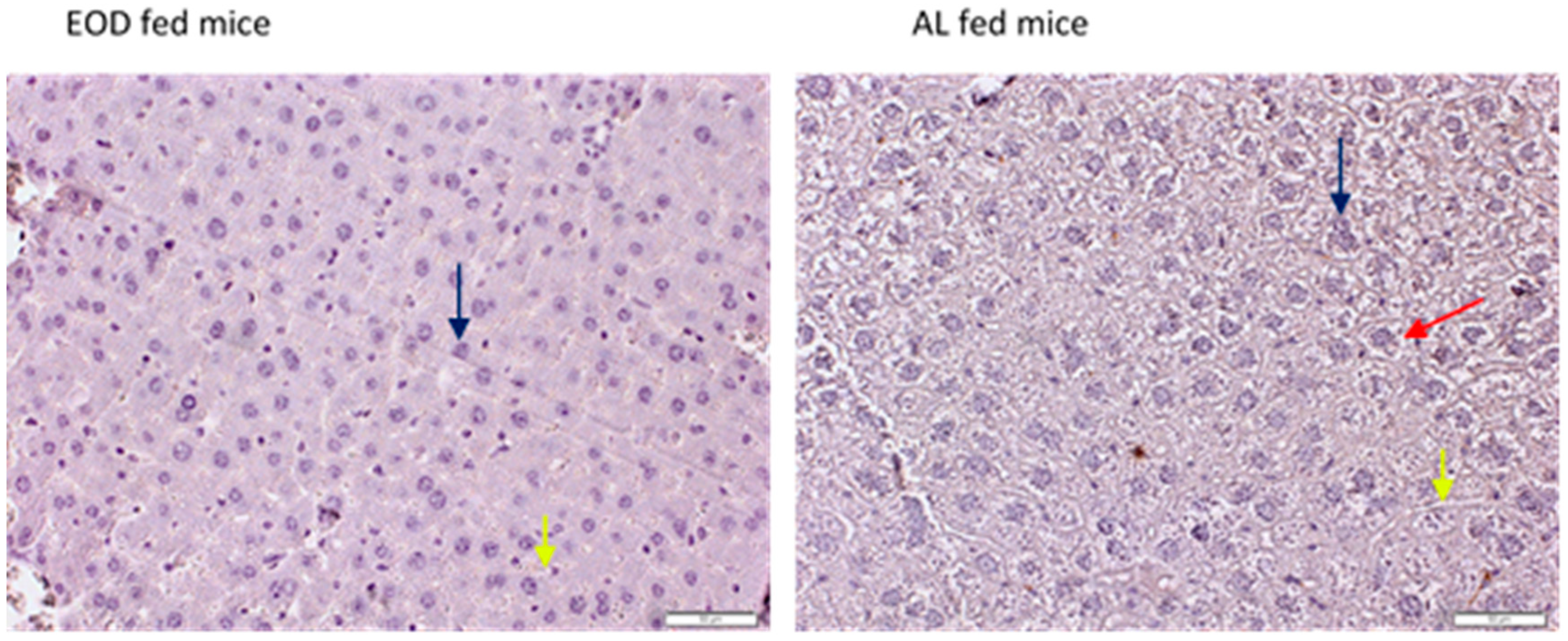 Physiologia 04 00006 g001 Physiologia 04 00006 g001