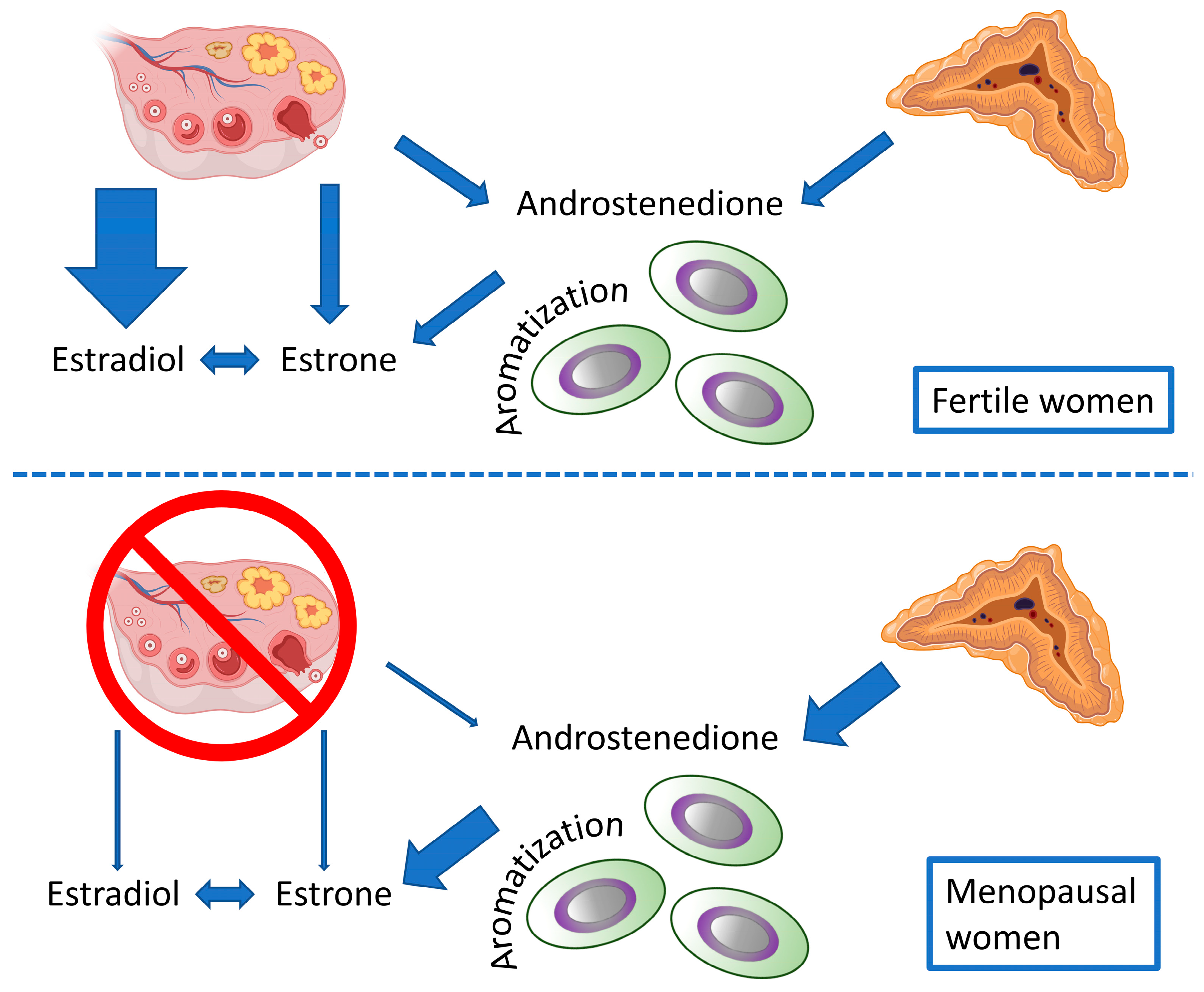 Physiologia 04 00007 g004