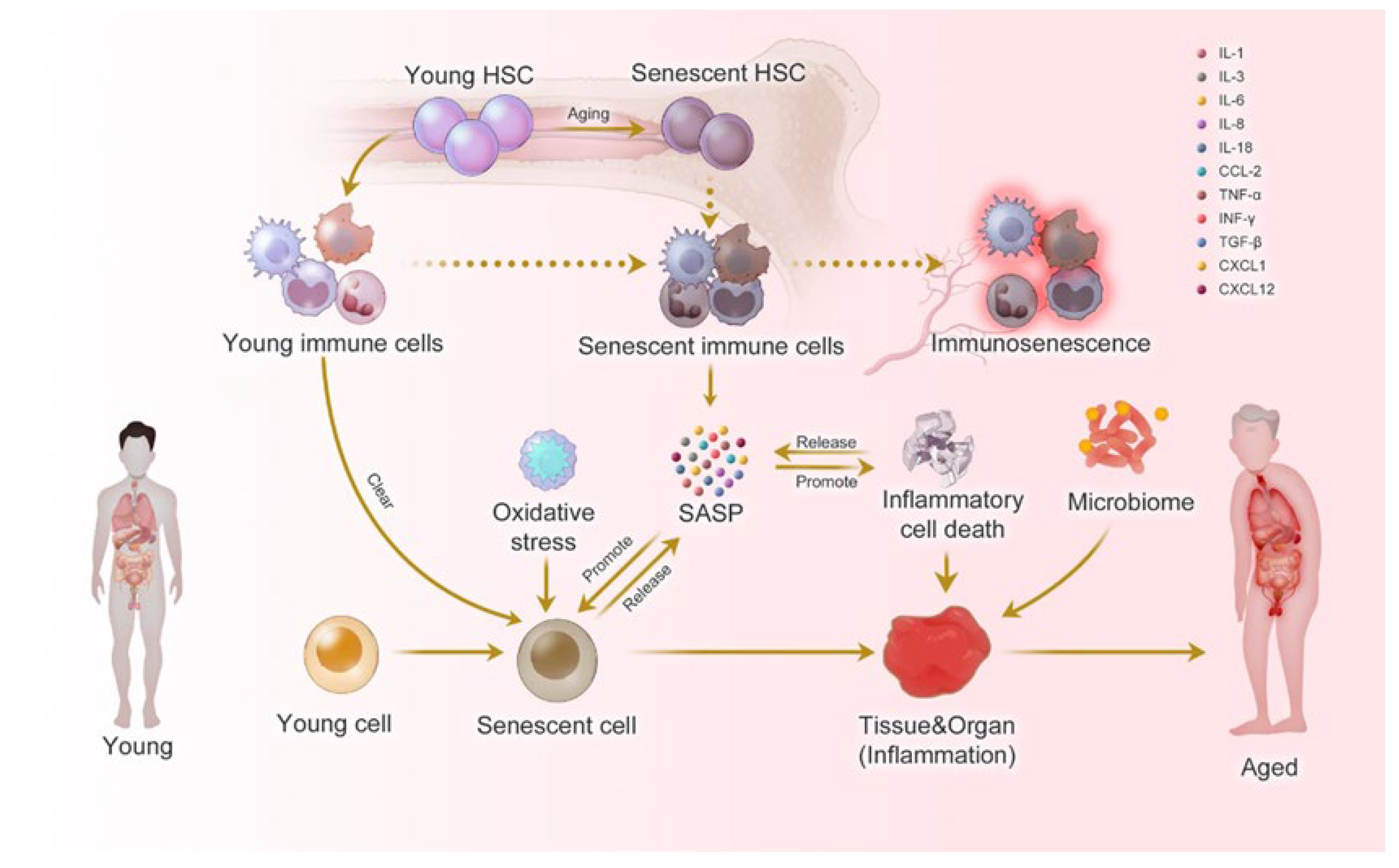 Physiologia 04 00009 g002