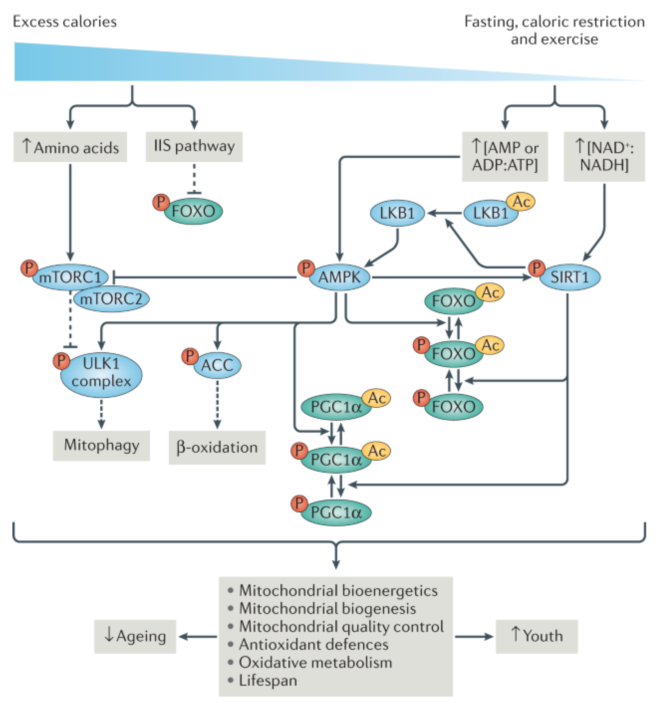 Physiologia 04 00009 g003