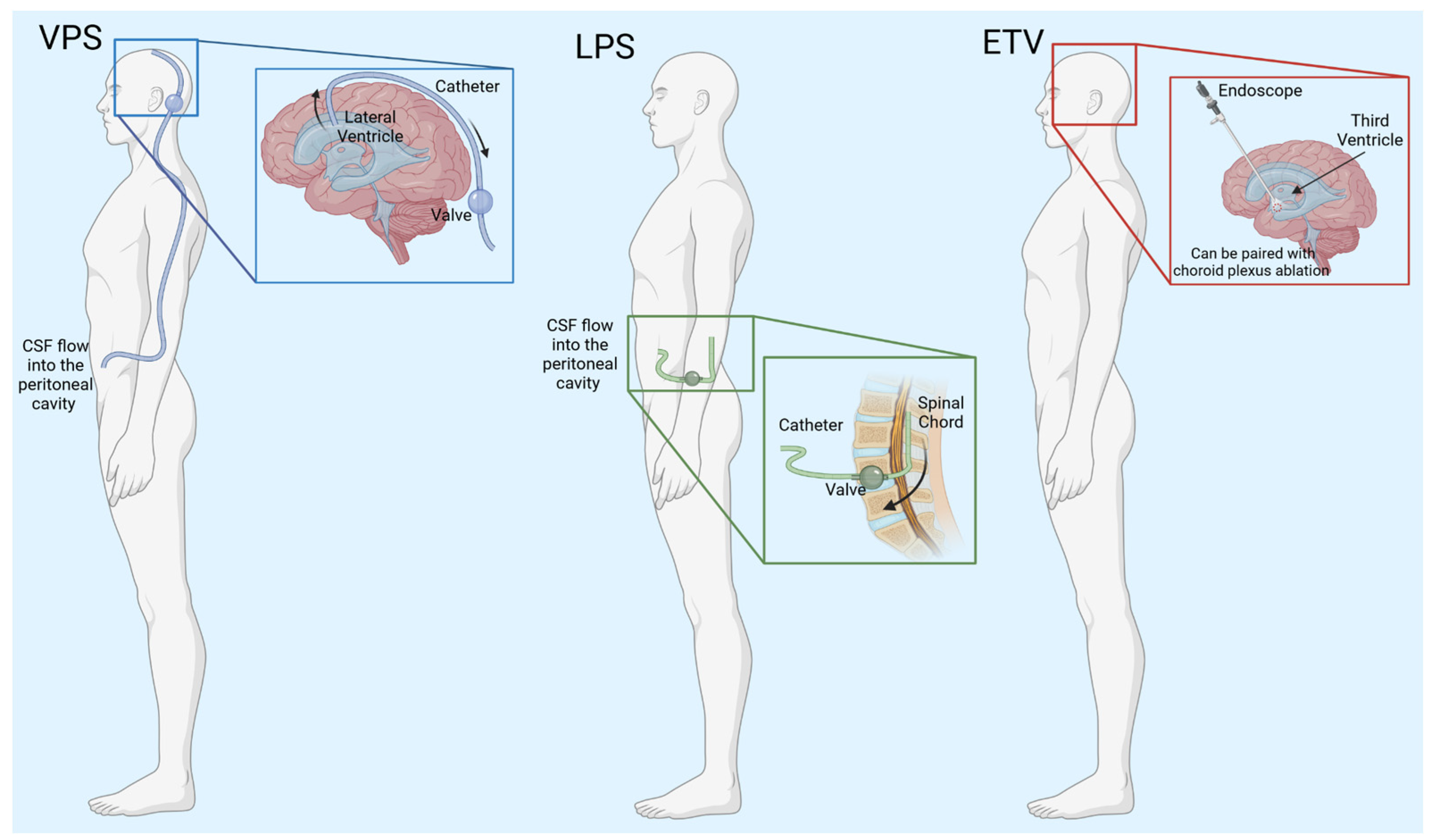 Physiologia 04 00010 g002 Physiologia 04 00010 g002