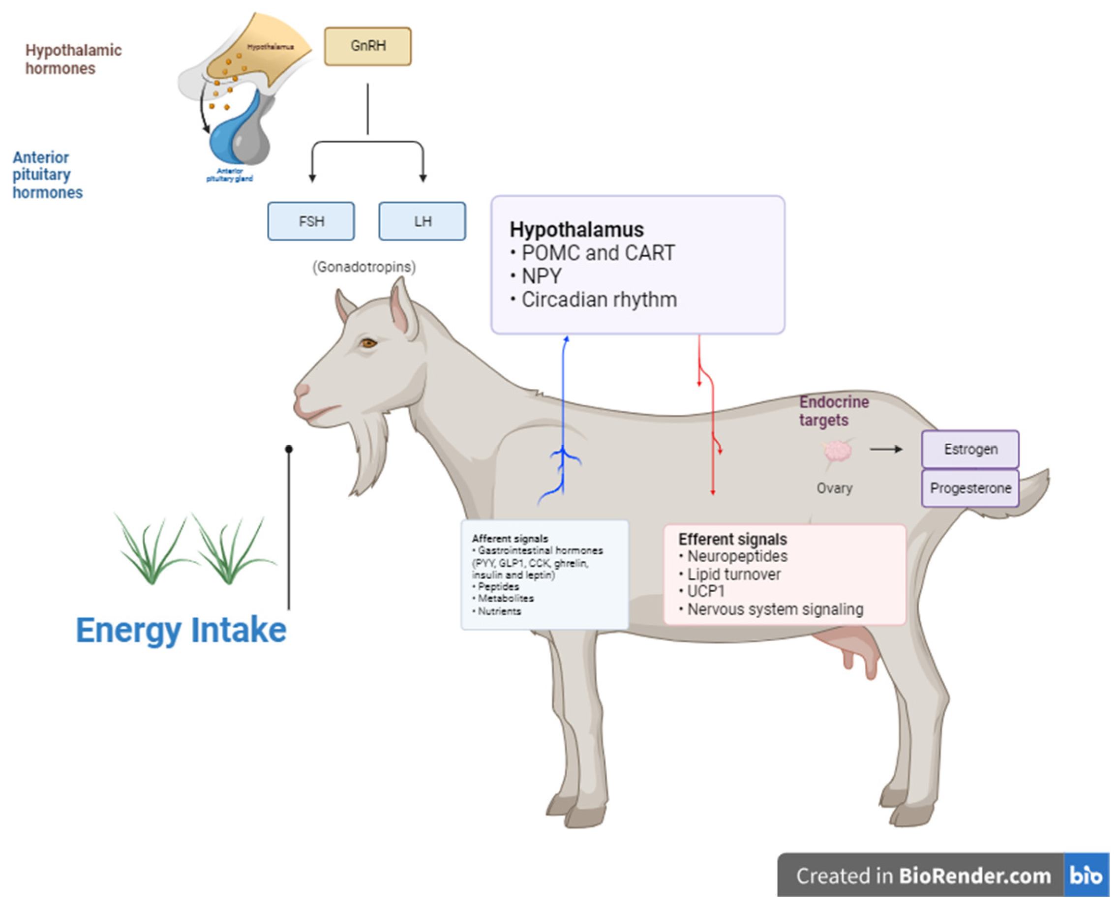 Physiologia 04 00012 g001 Physiologia 04 00012 g001