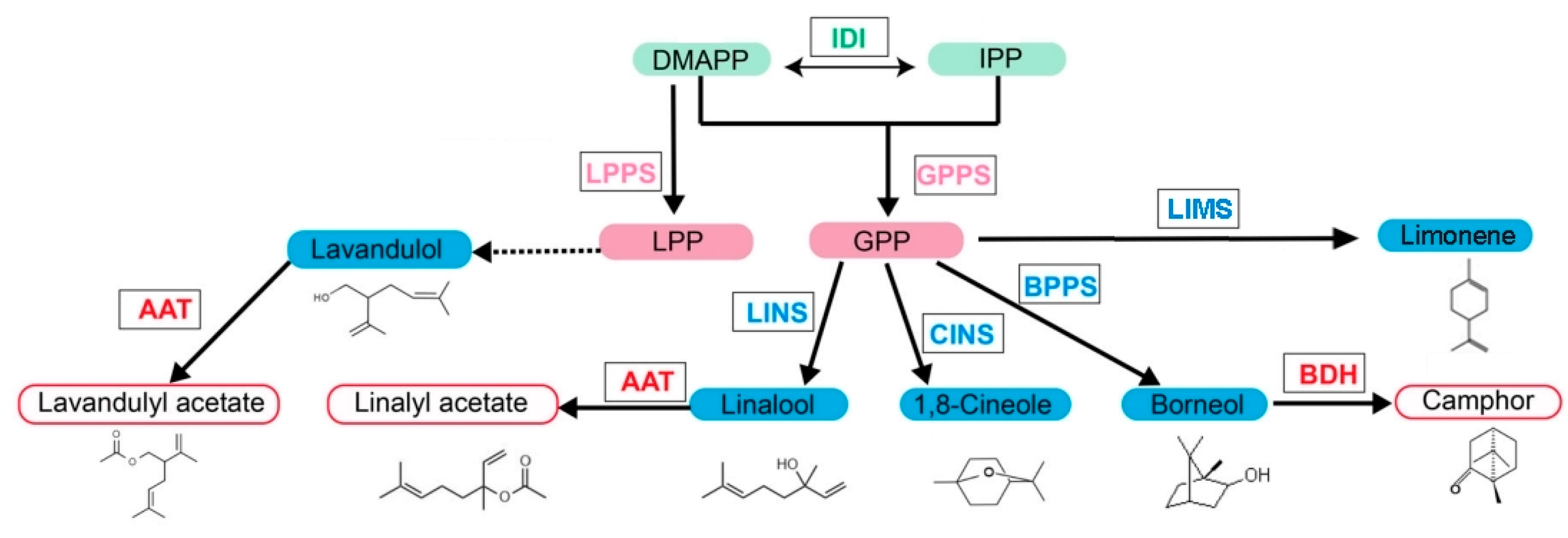 Physiologia 05 00011 g001