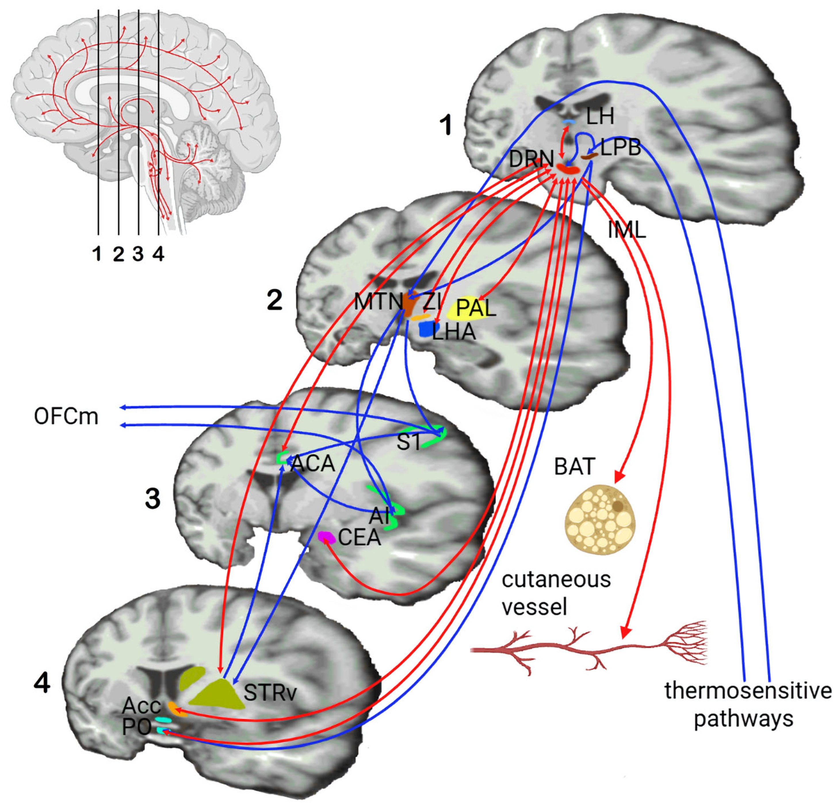 Physiologia 05 00037 g002 Physiologia 05 00037 g002
