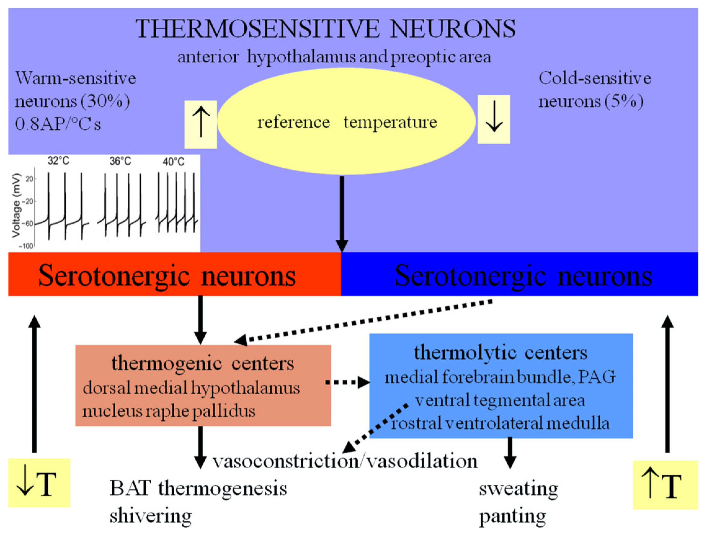 Physiologia 05 00037 g004 Physiologia 05 00037 g004