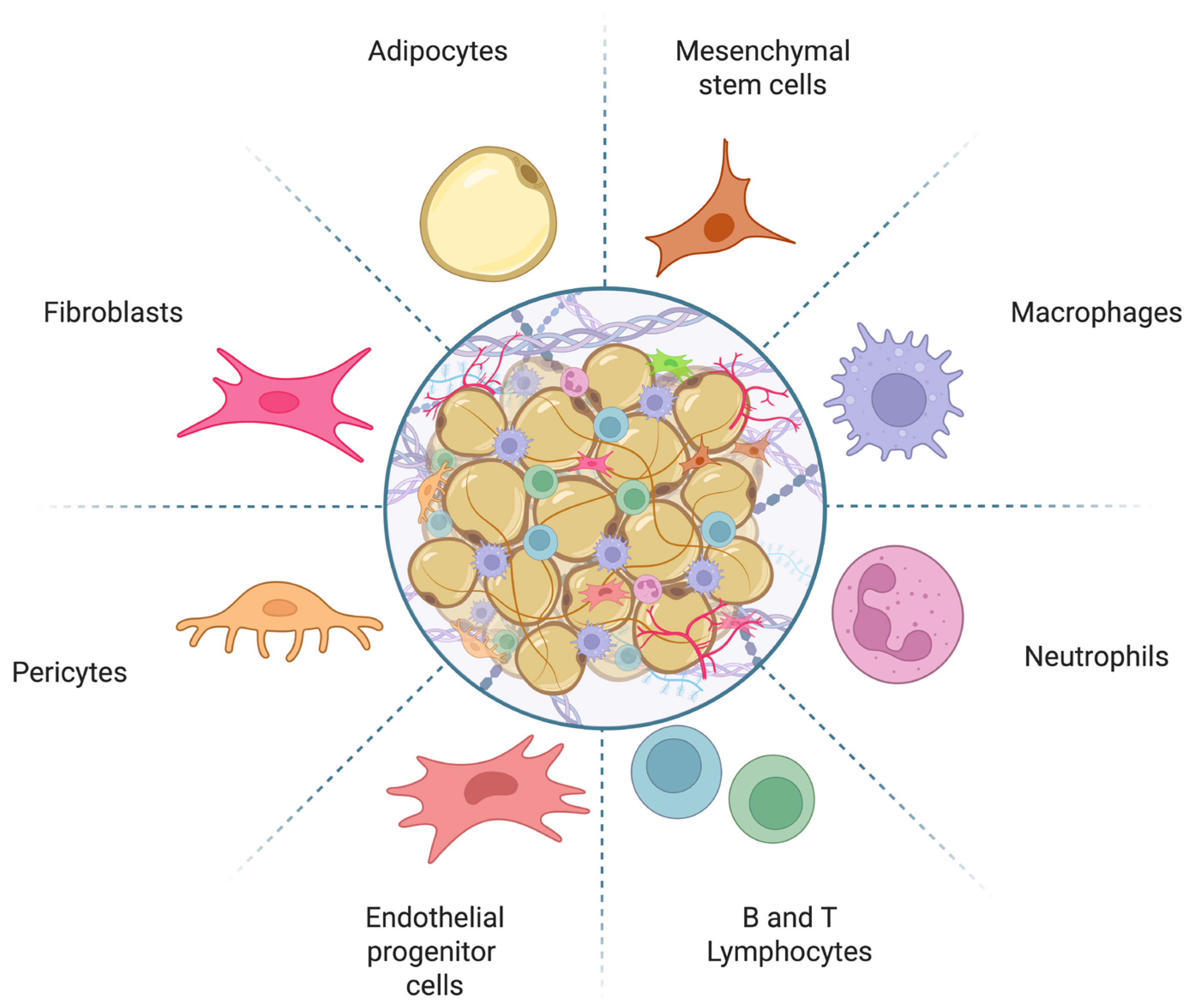 Physiologia 05 00050 g001 Physiologia 05 00050 g001