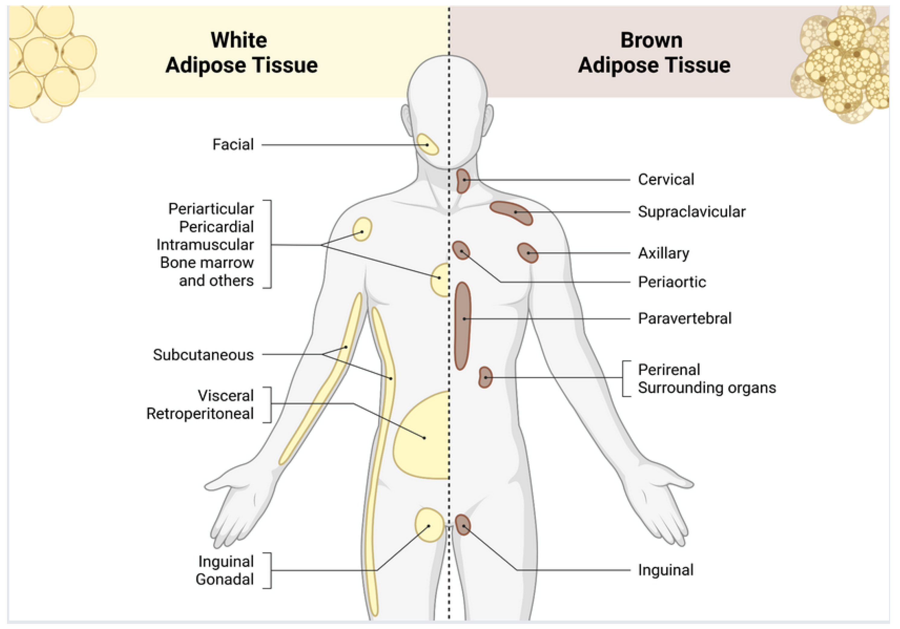 Physiologia 05 00050 g002 Physiologia 05 00050 g002