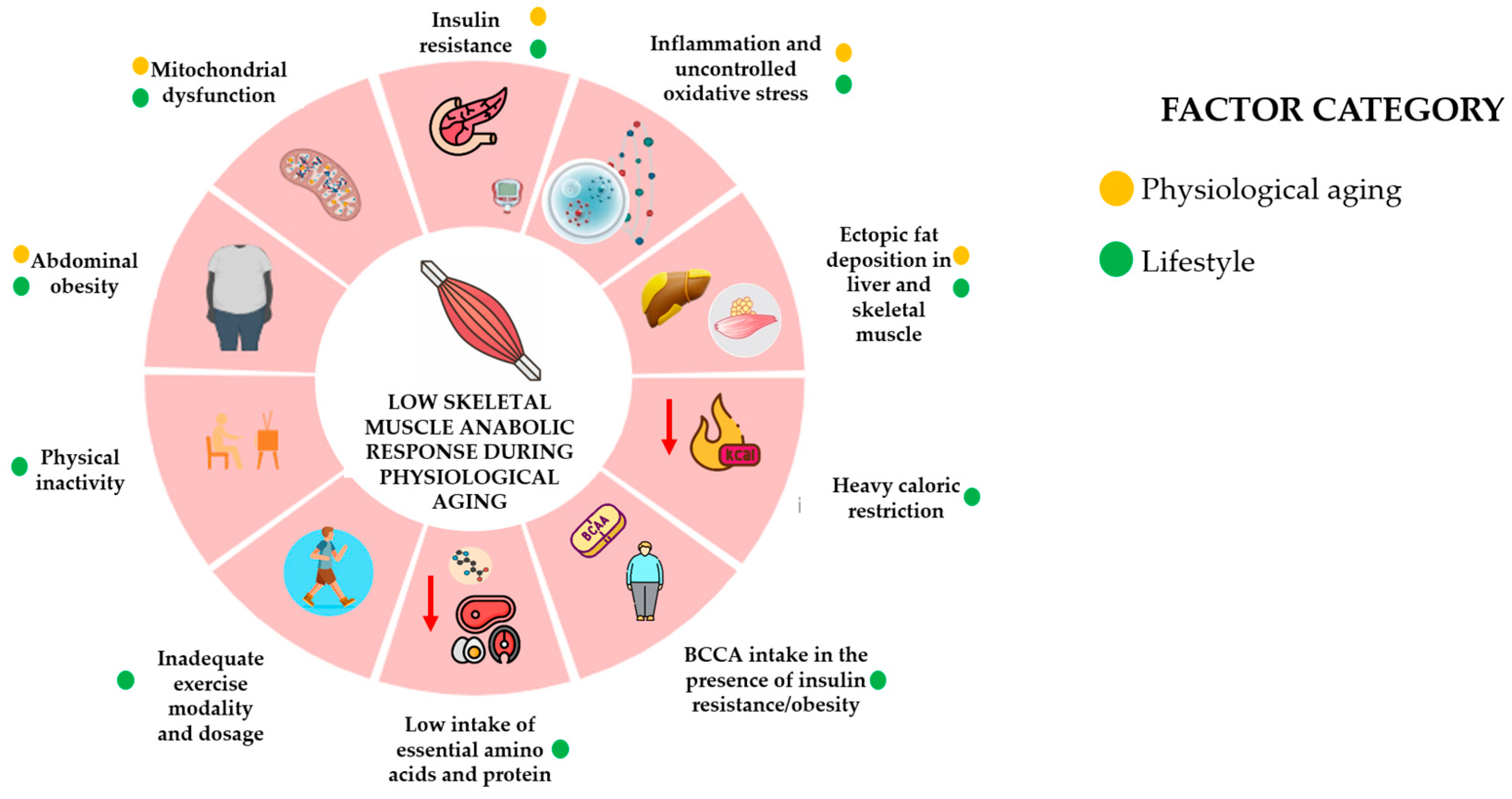 Physiologia 06 00005 g002 Physiologia 06 00005 g002