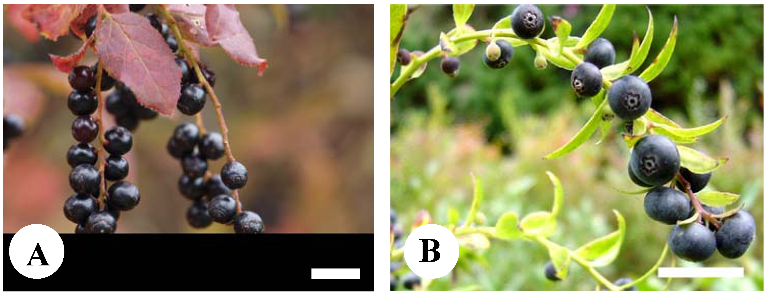 Plants 02 00057 g001 1024