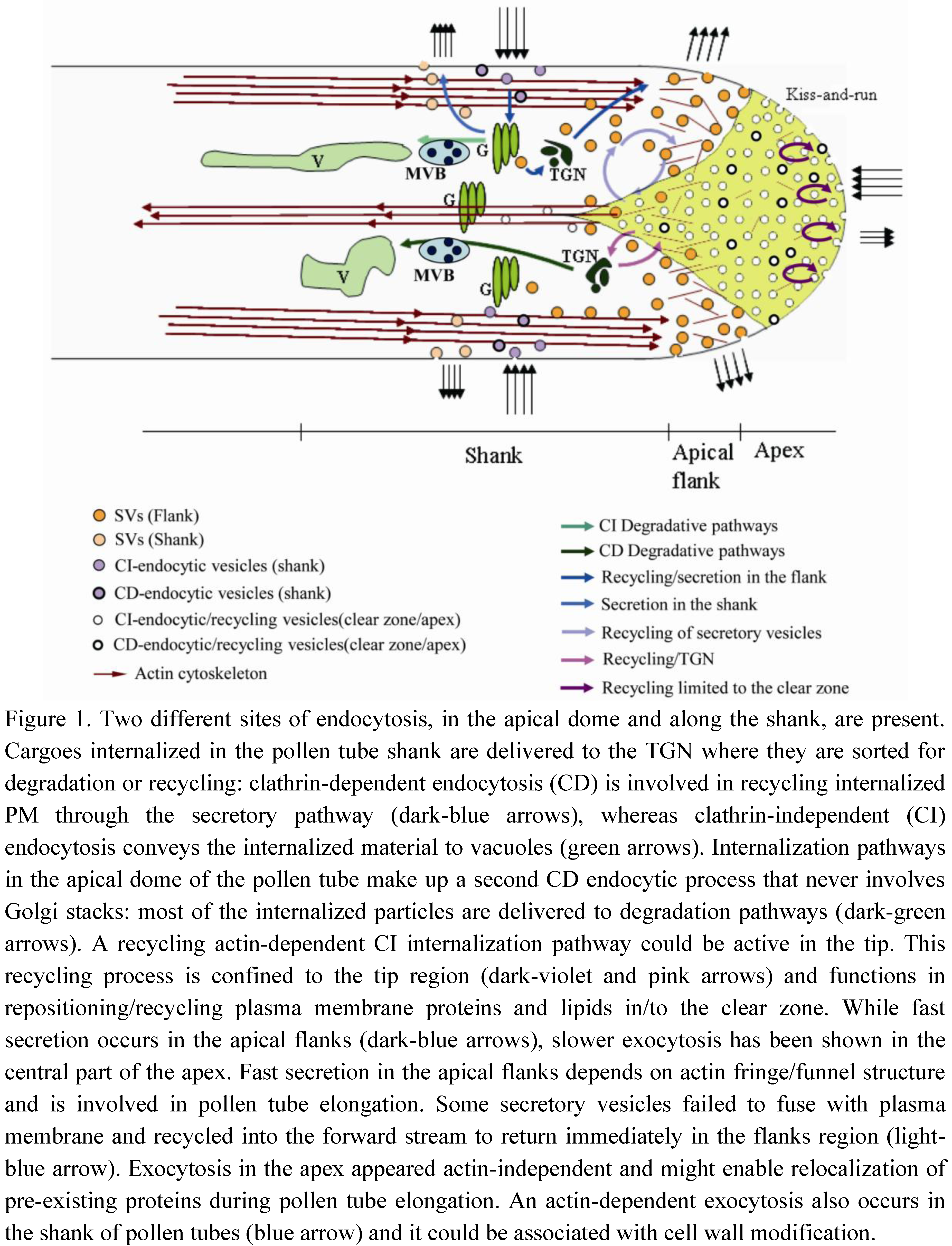 Plants 02 00211 g001