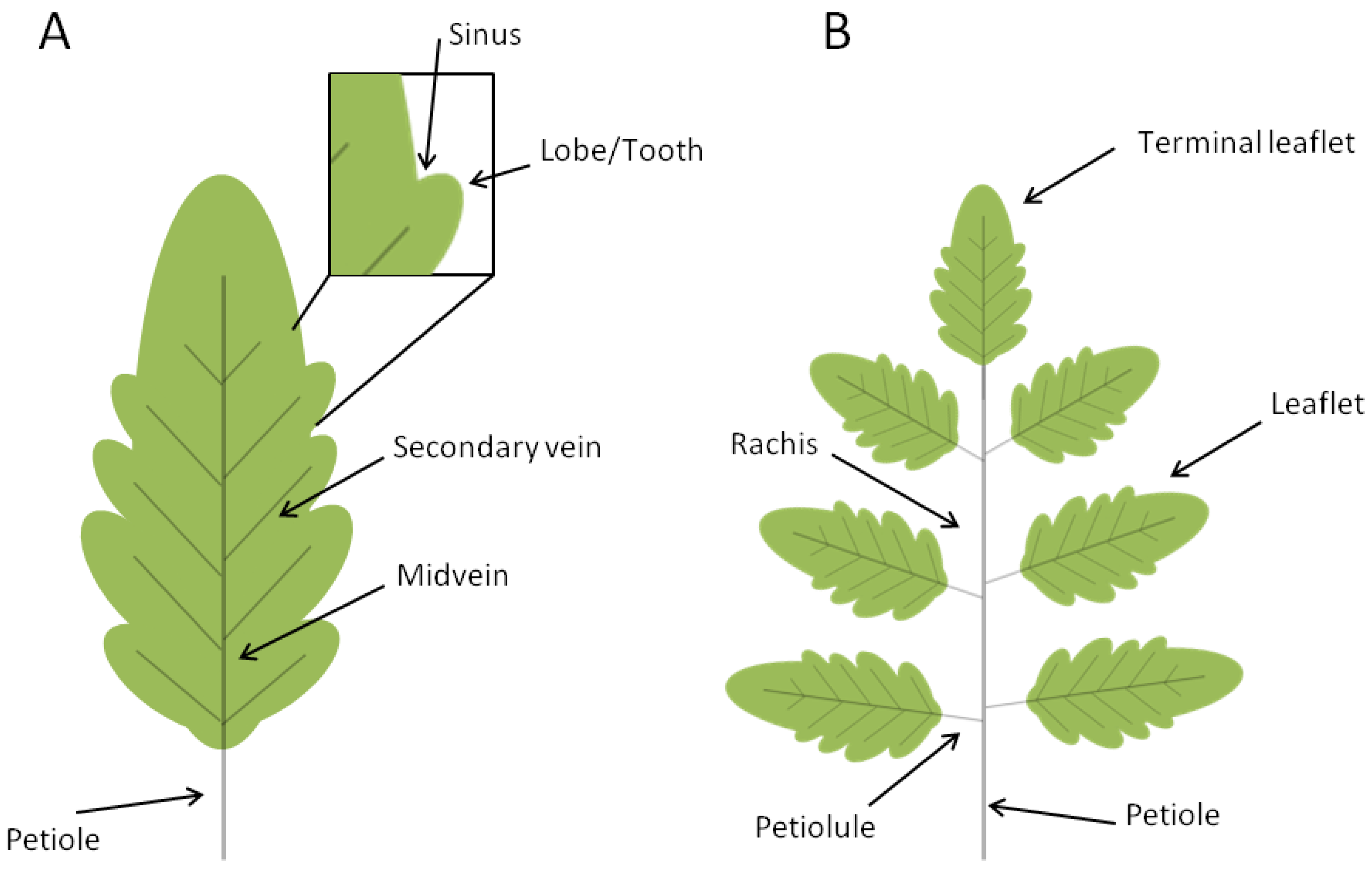 Plants Free Full Text TALE And Shape How To Make A Leaf Different