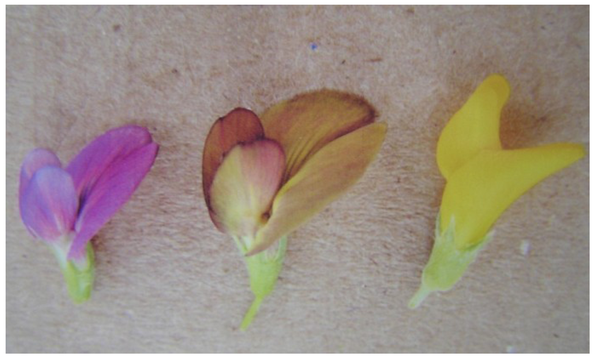 Plants 02 00343 g003 1024