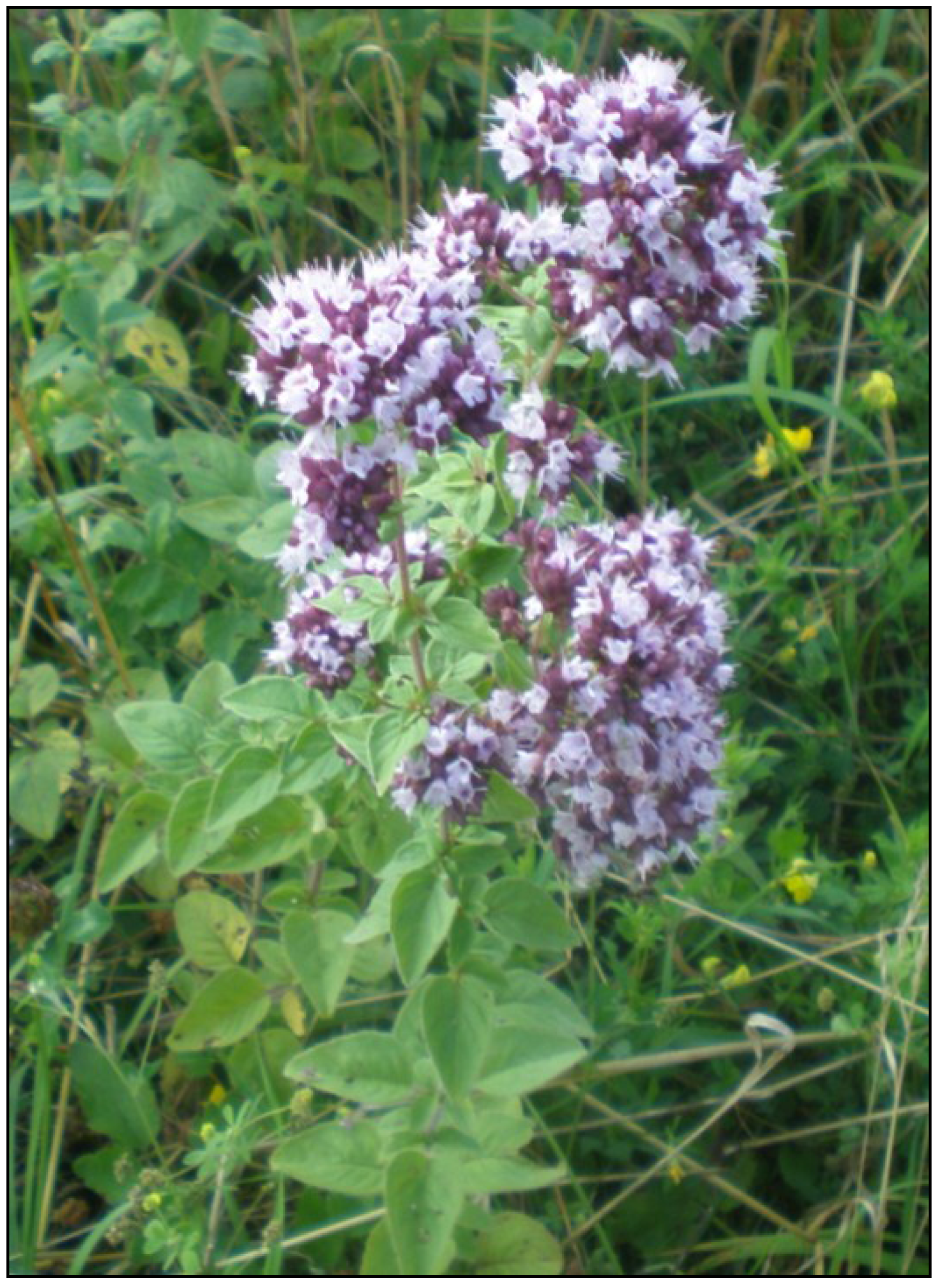 Plants 02 00371 g001 1024