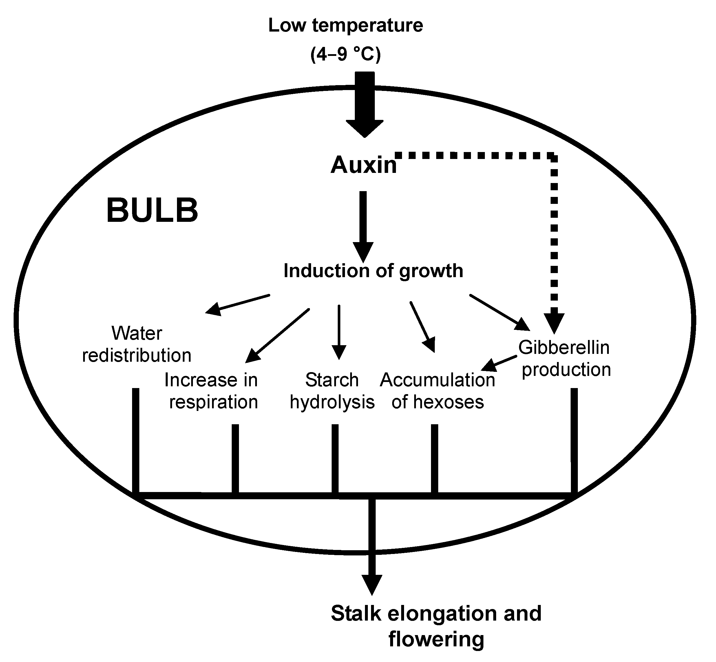 Plants Free FullText The Role of Temperature in the Growth and