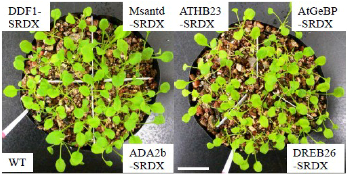 Plants 02 00769 g009