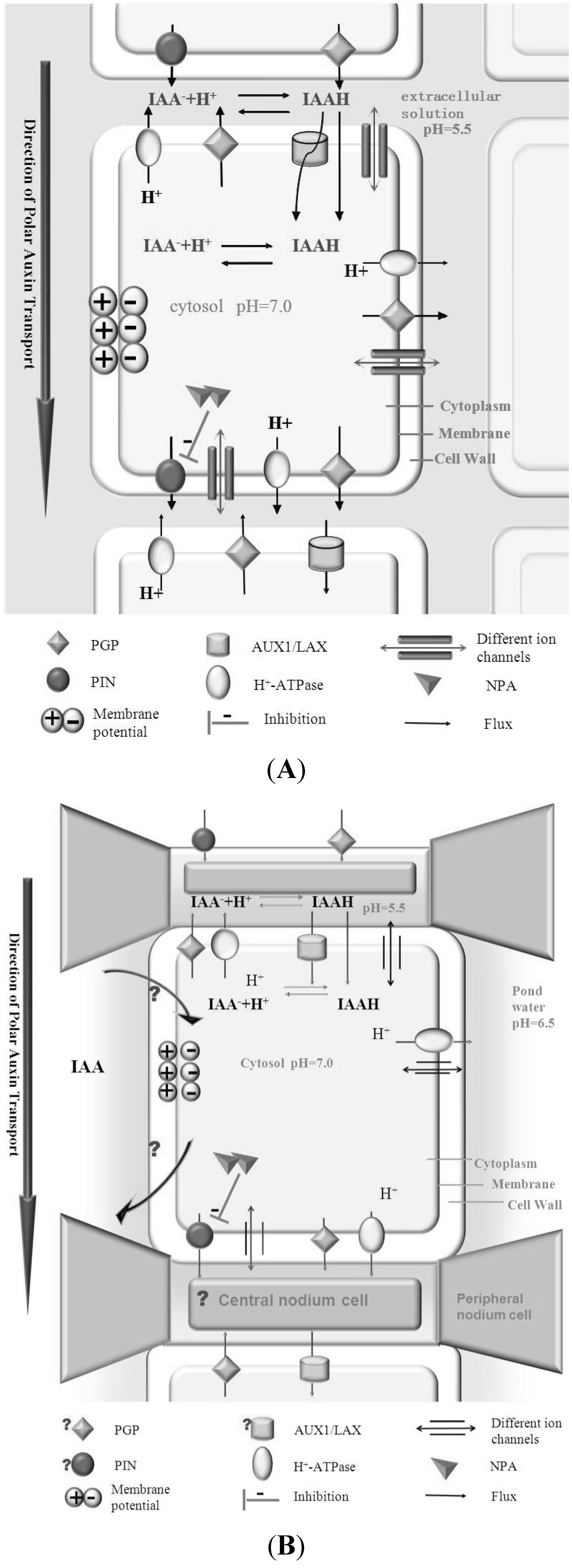 plants free full text cellular auxin transport in algae html