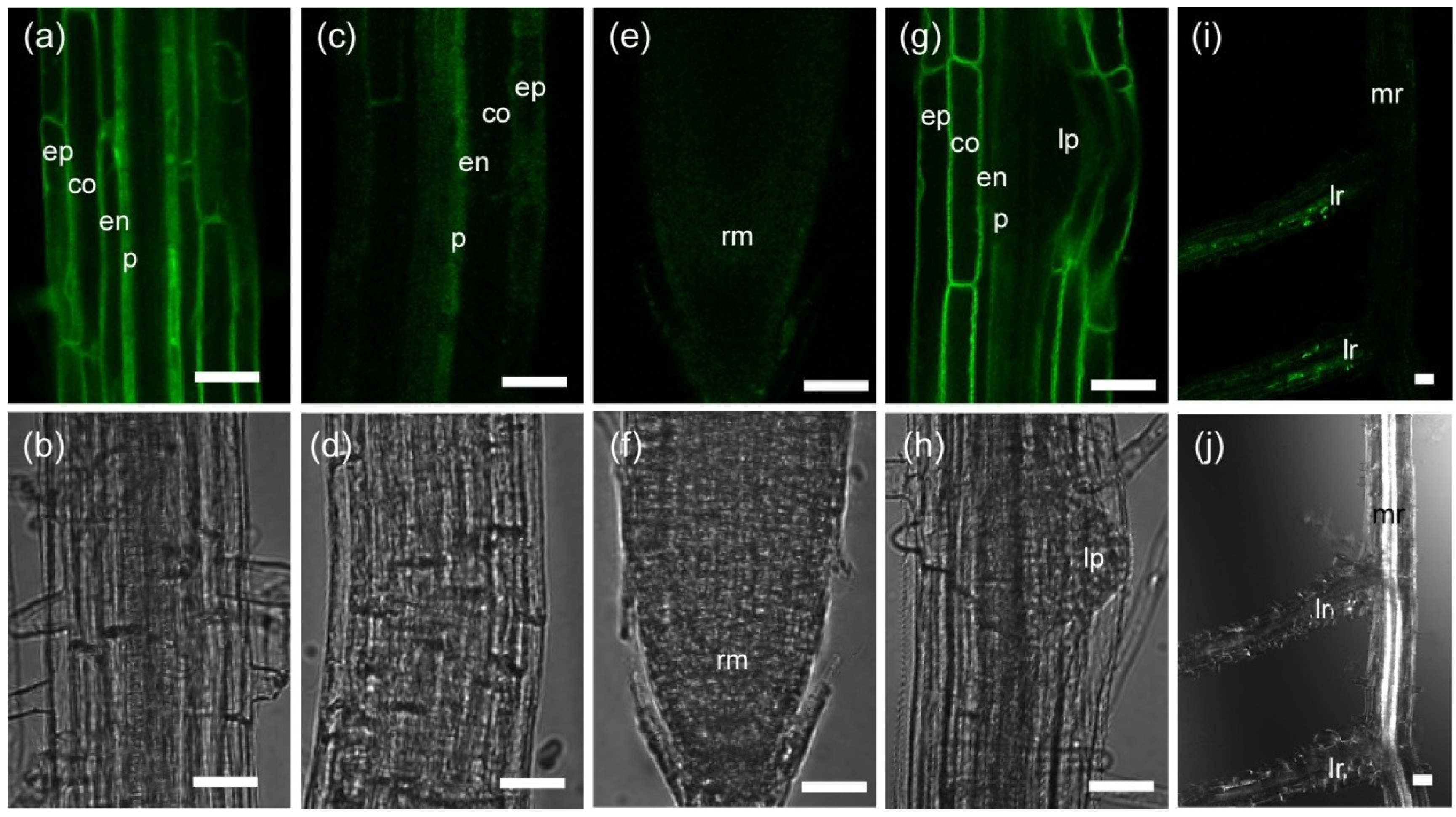 Plants 03 00177 g001 1024