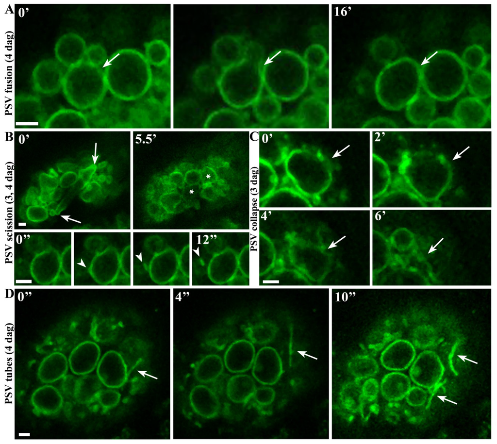 Plants Special Issue Plant Vacuole