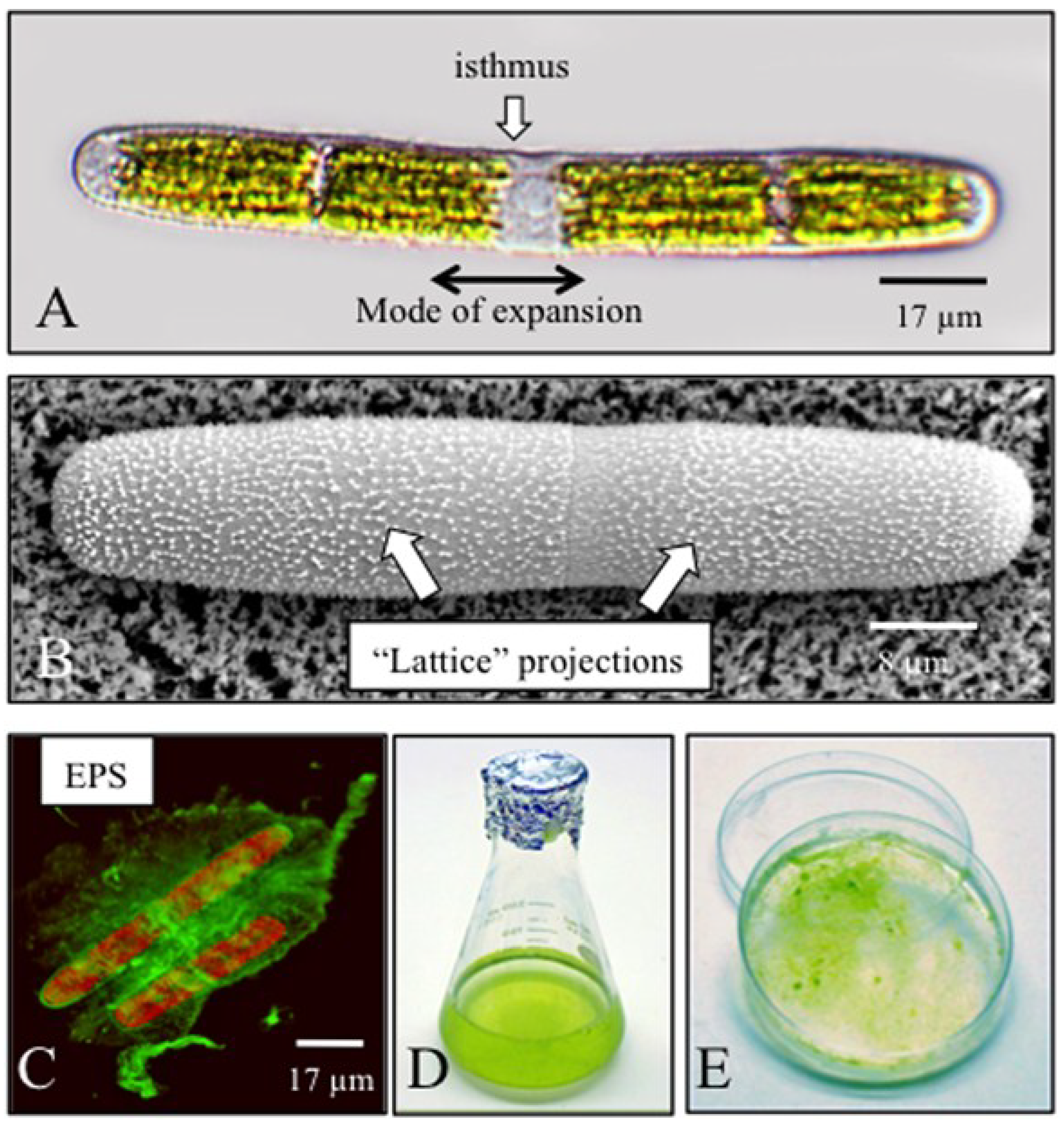 Plants | Free Full-Text | Penium margaritaceum: A Unicellular Model  Organism for Studying Plant Cell Wall Architecture and Dynamics