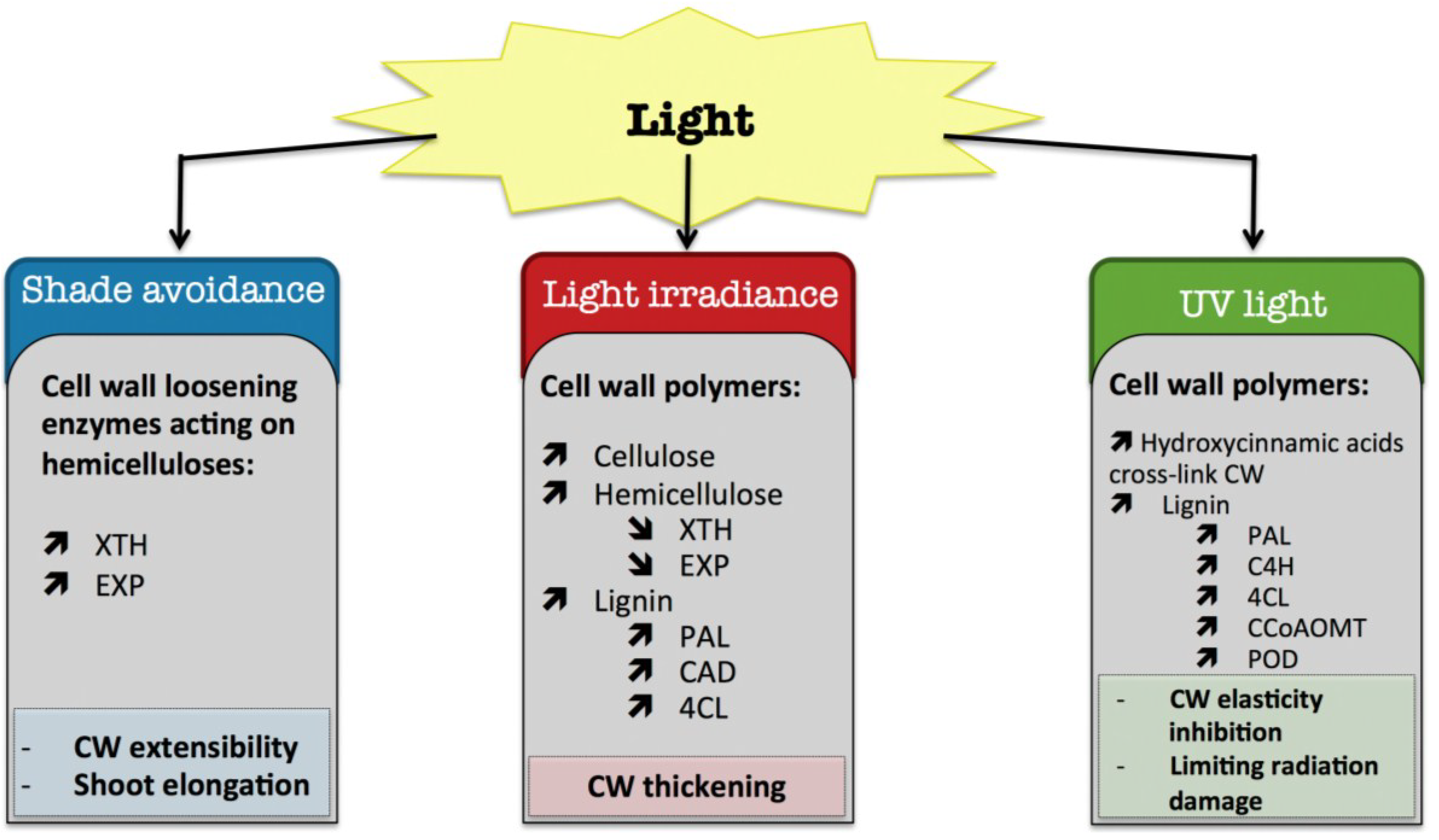 Plants Free Full Text Cell Wall Metabolism In Response To