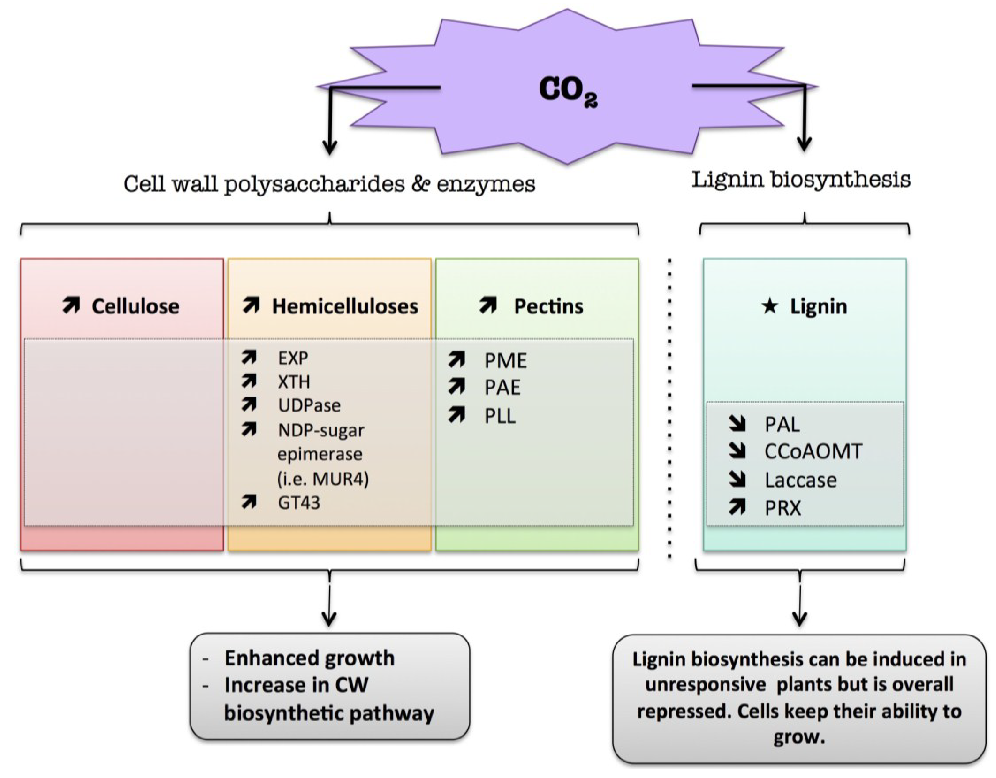 Plants Free Full Text Cell Wall Metabolism In Response To