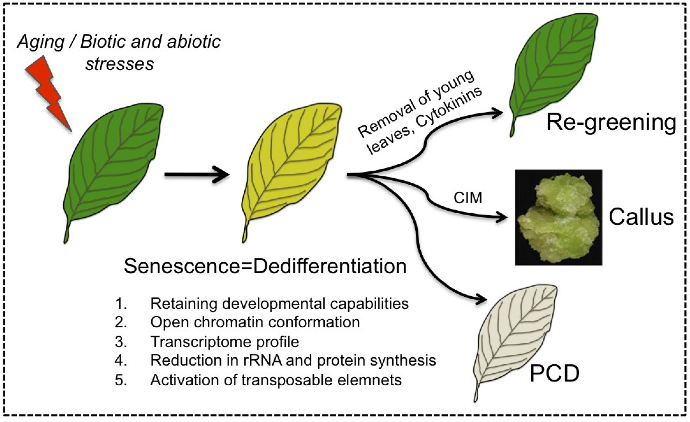 Plants Free Full Text Senescence Meets Dedifferentiation Html