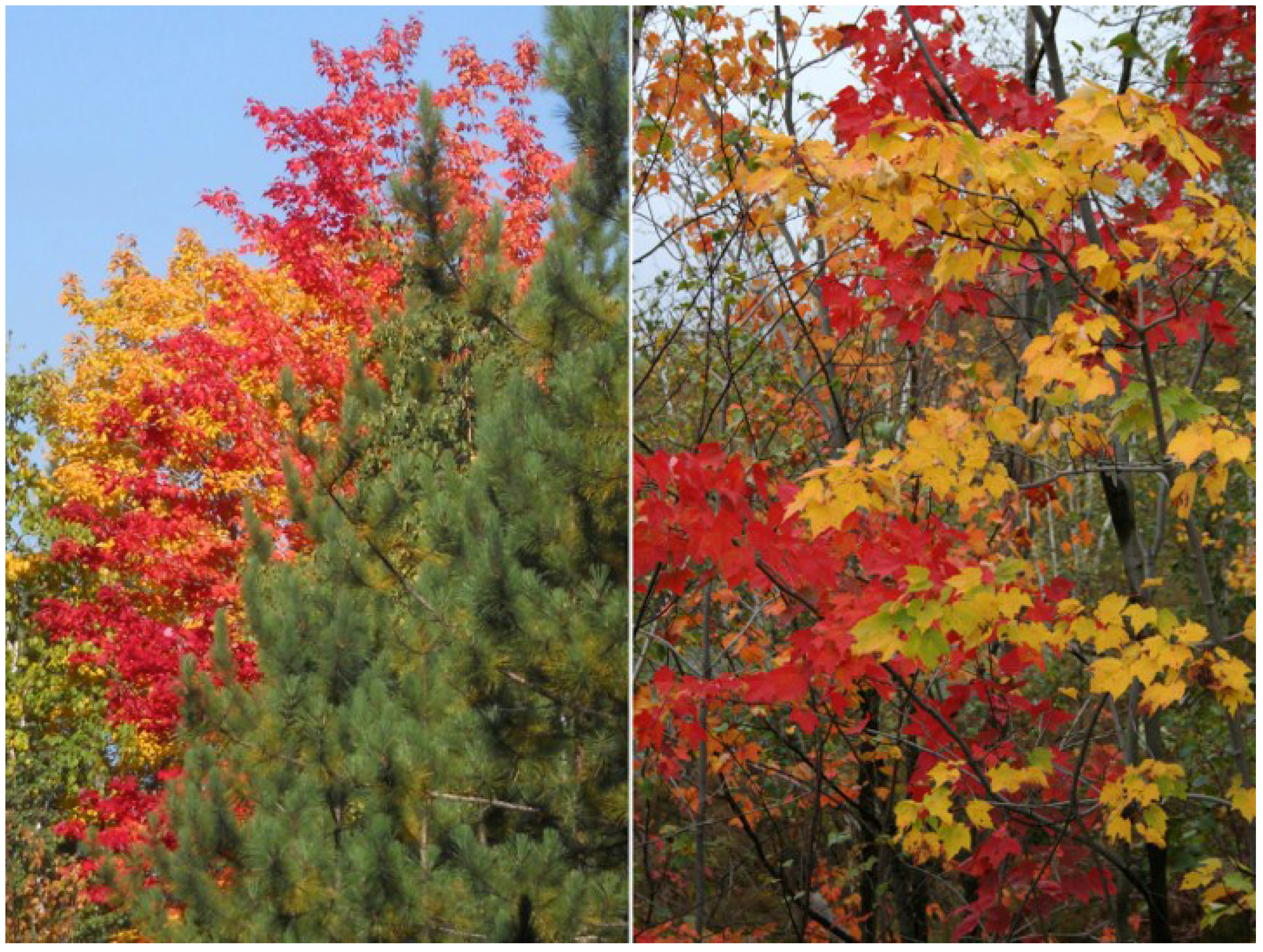 Plants 04 00505 g002