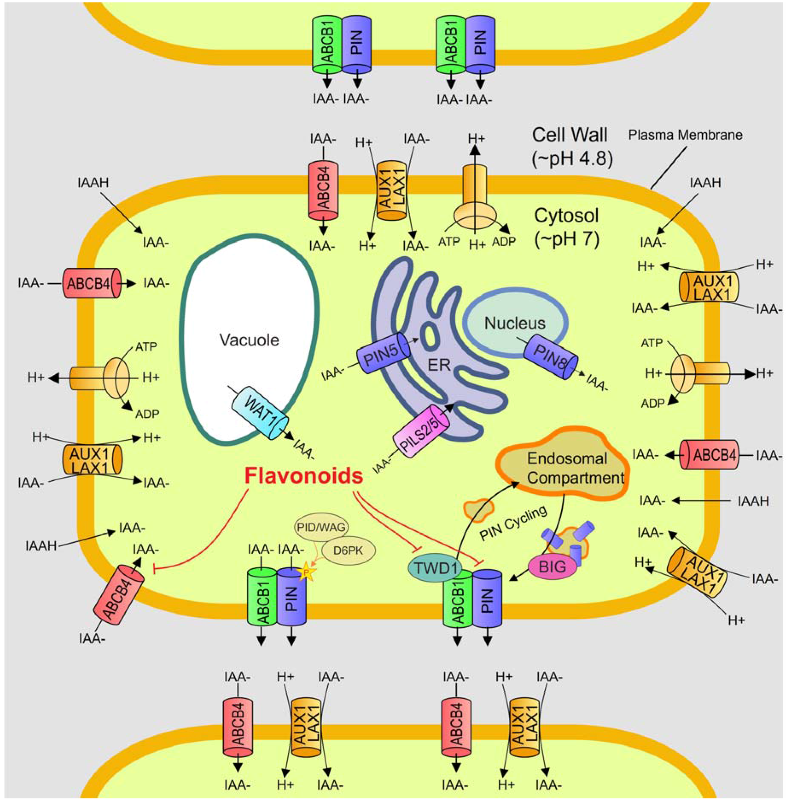 Plants   Free Full Text   The Control of Auxin Transport in ...