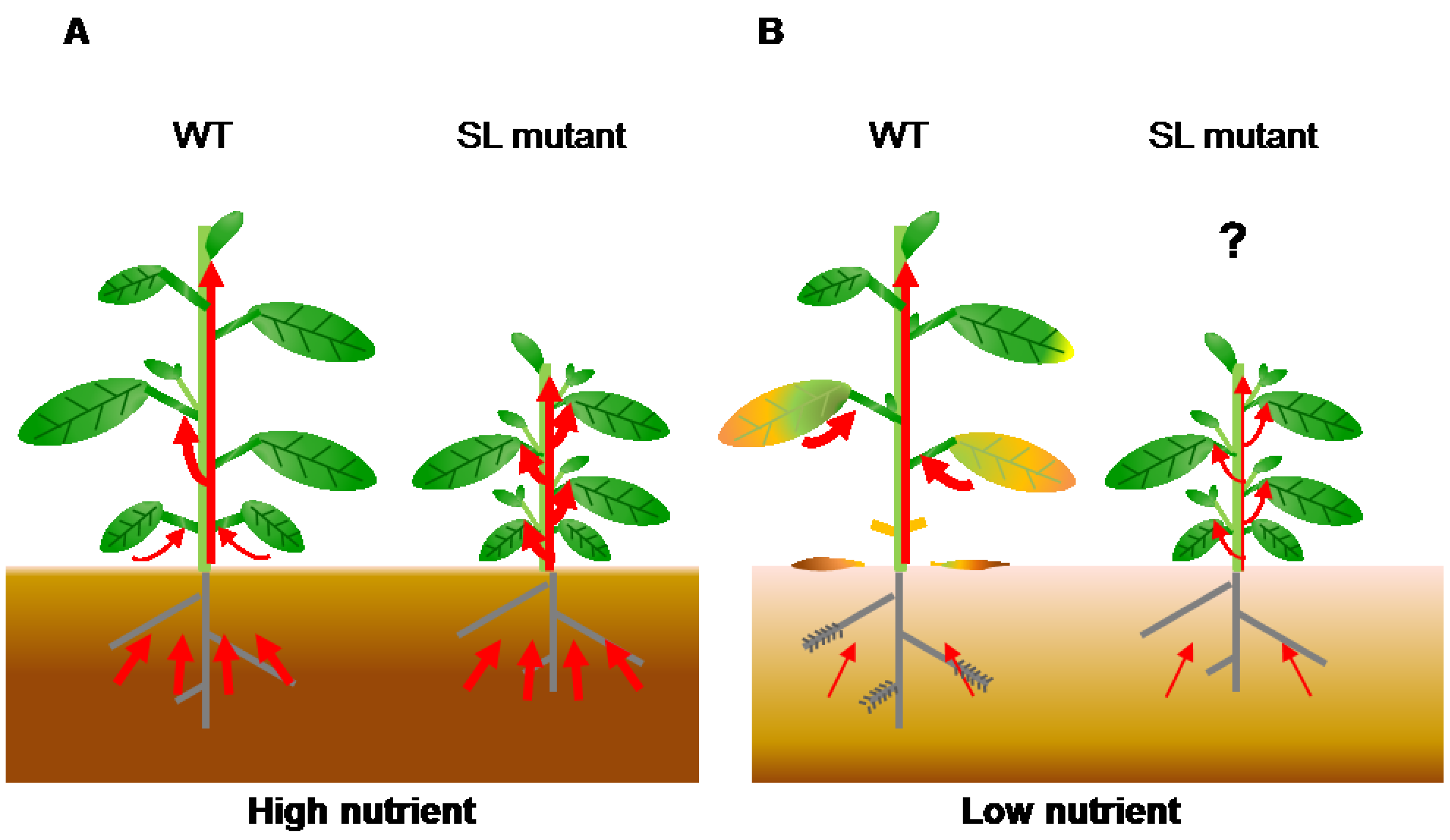 Plants Free FullText Possible Roles of Strigolactones