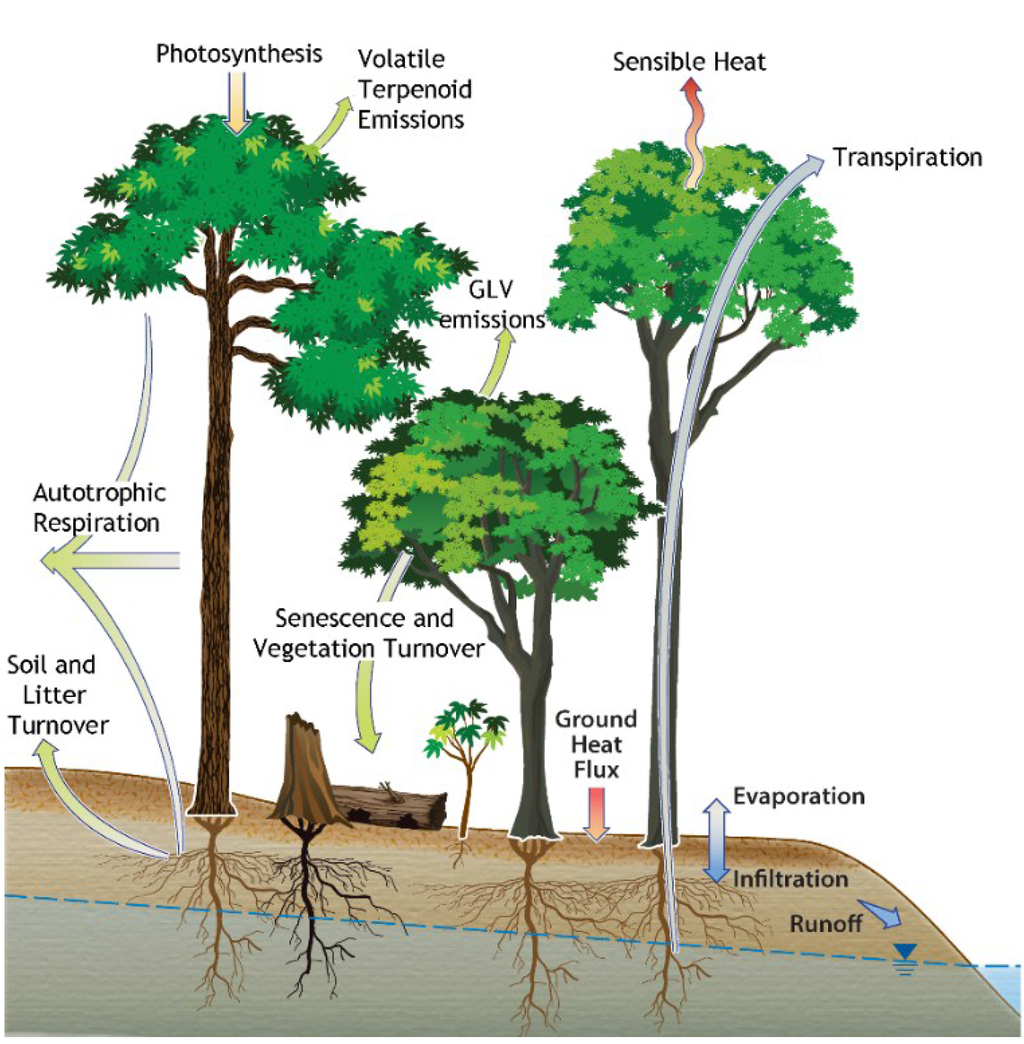Plants Free FullText Green Leaf Volatile Emissions during High