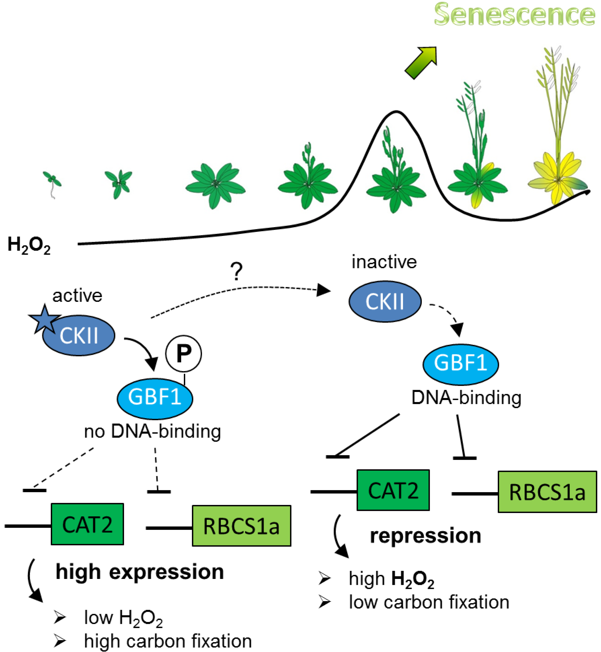 Plants Free FullText Phosphorylation Affects DNA