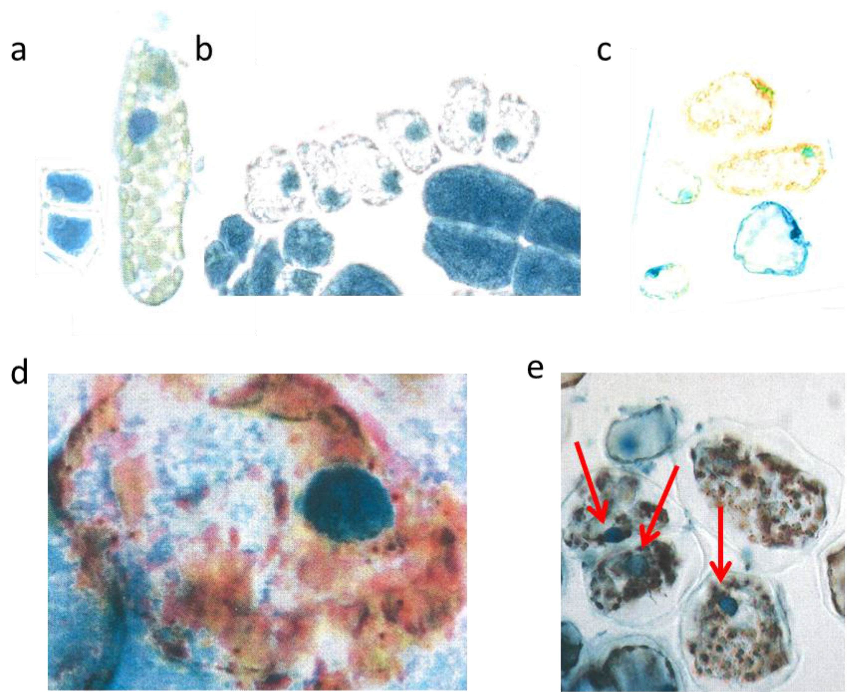 Plants 04 00710 g003 1024