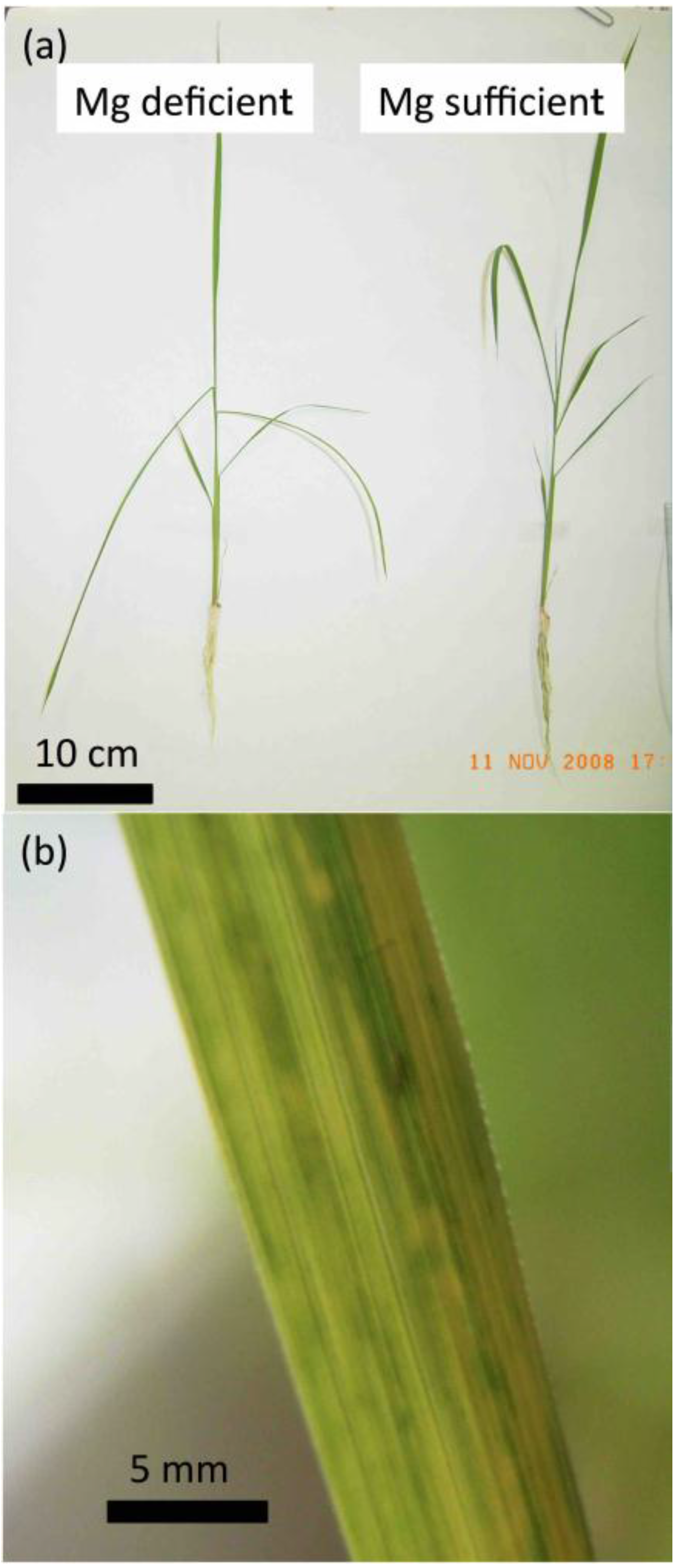 Plants 04 00756 g001a