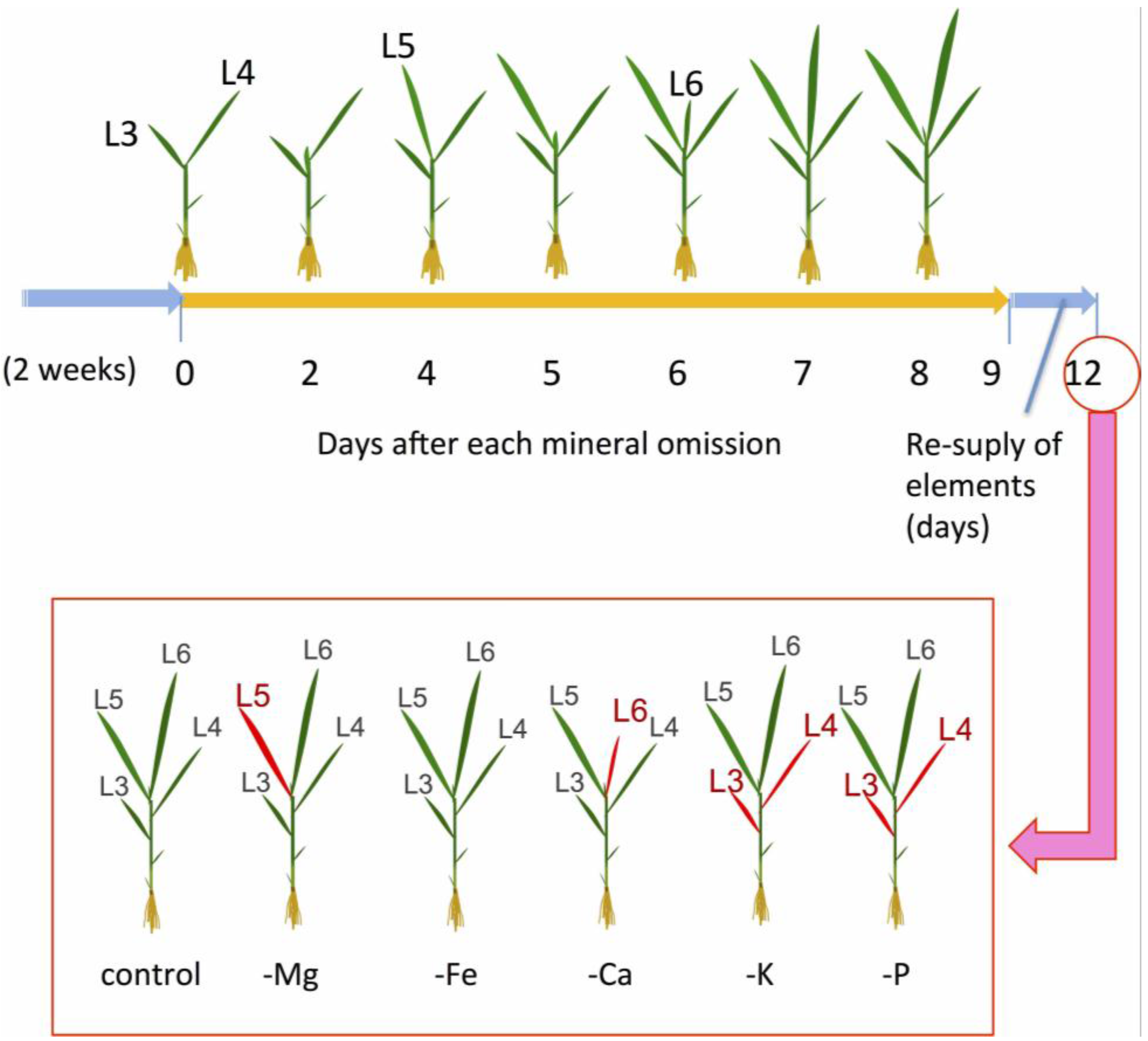 Plants 04 00756 g004