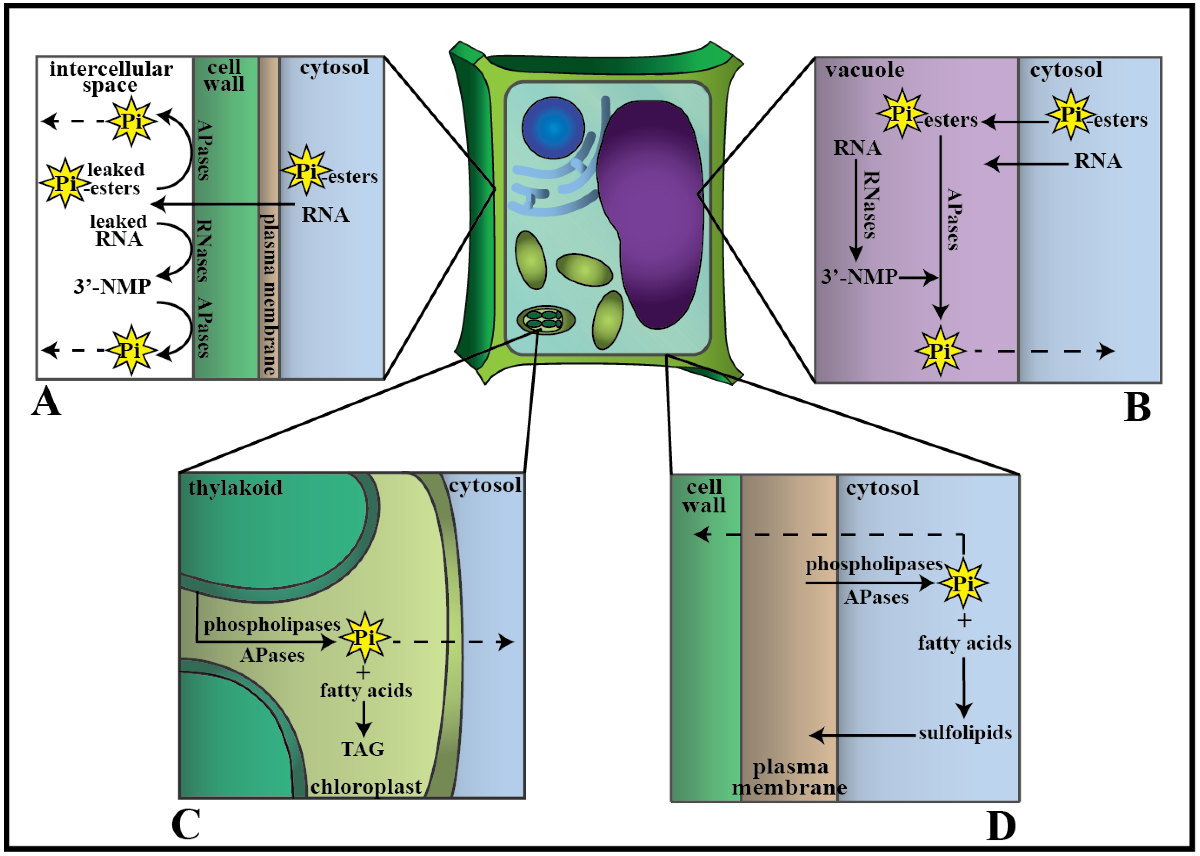 Plants Free Full Text Molecular Mechanisms Of Phosphorus - 