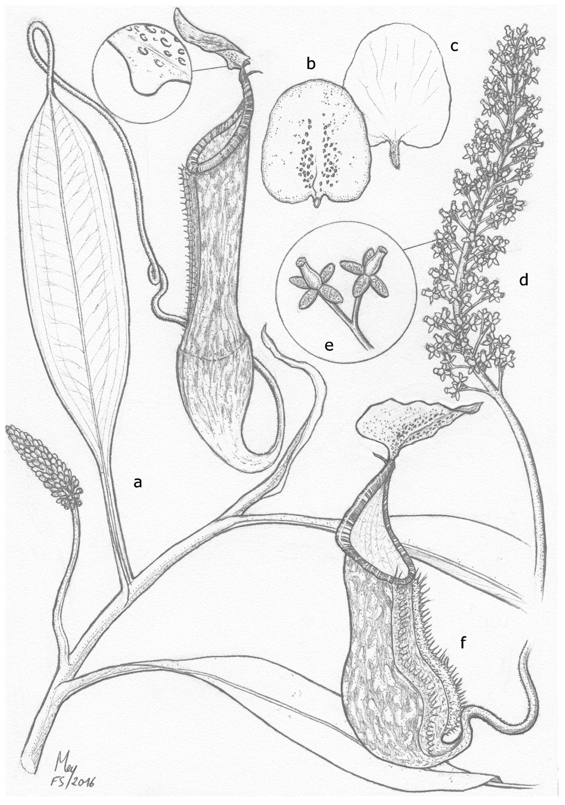Plants 05 00023 g003