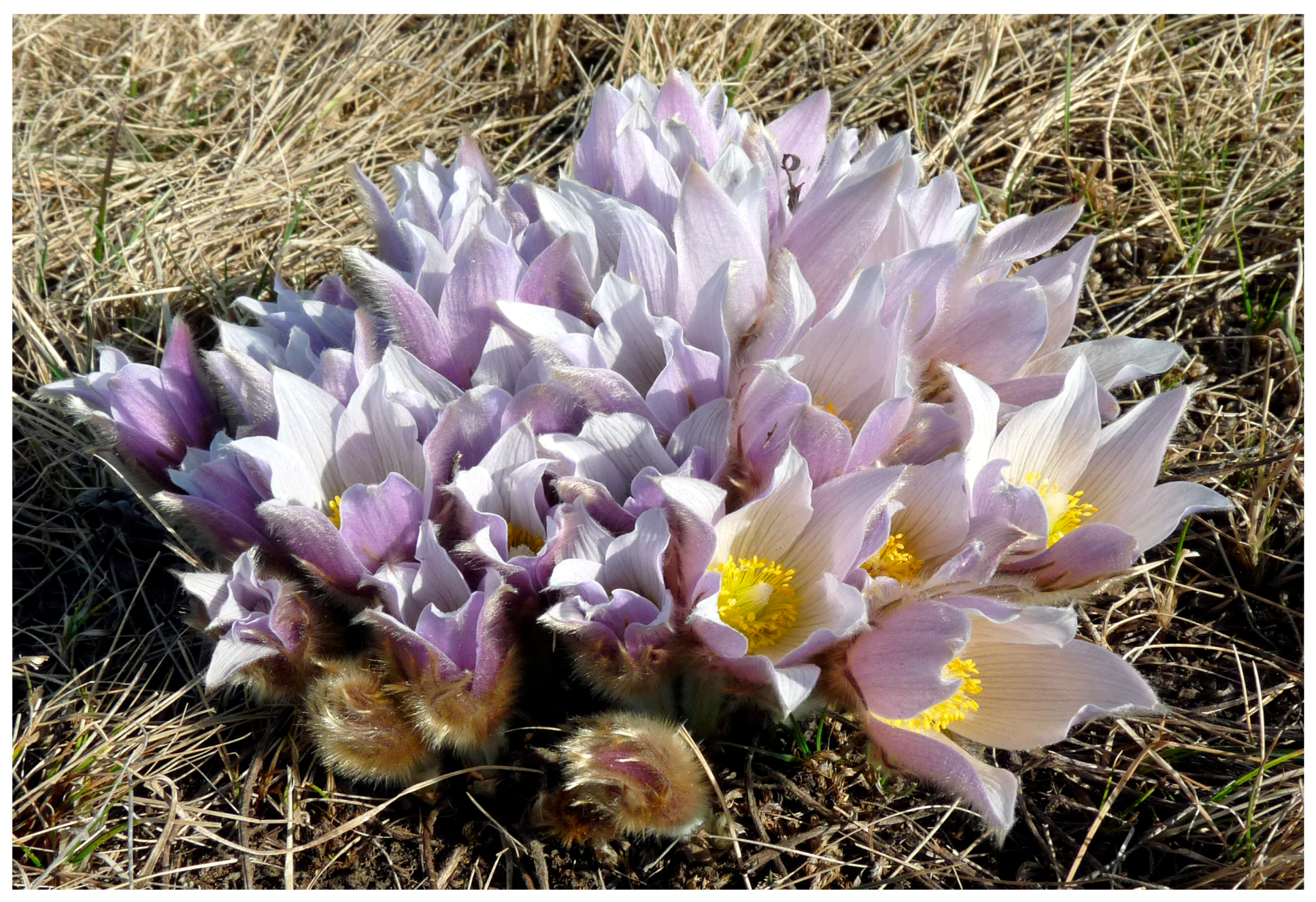 Plants 05 00029 g004