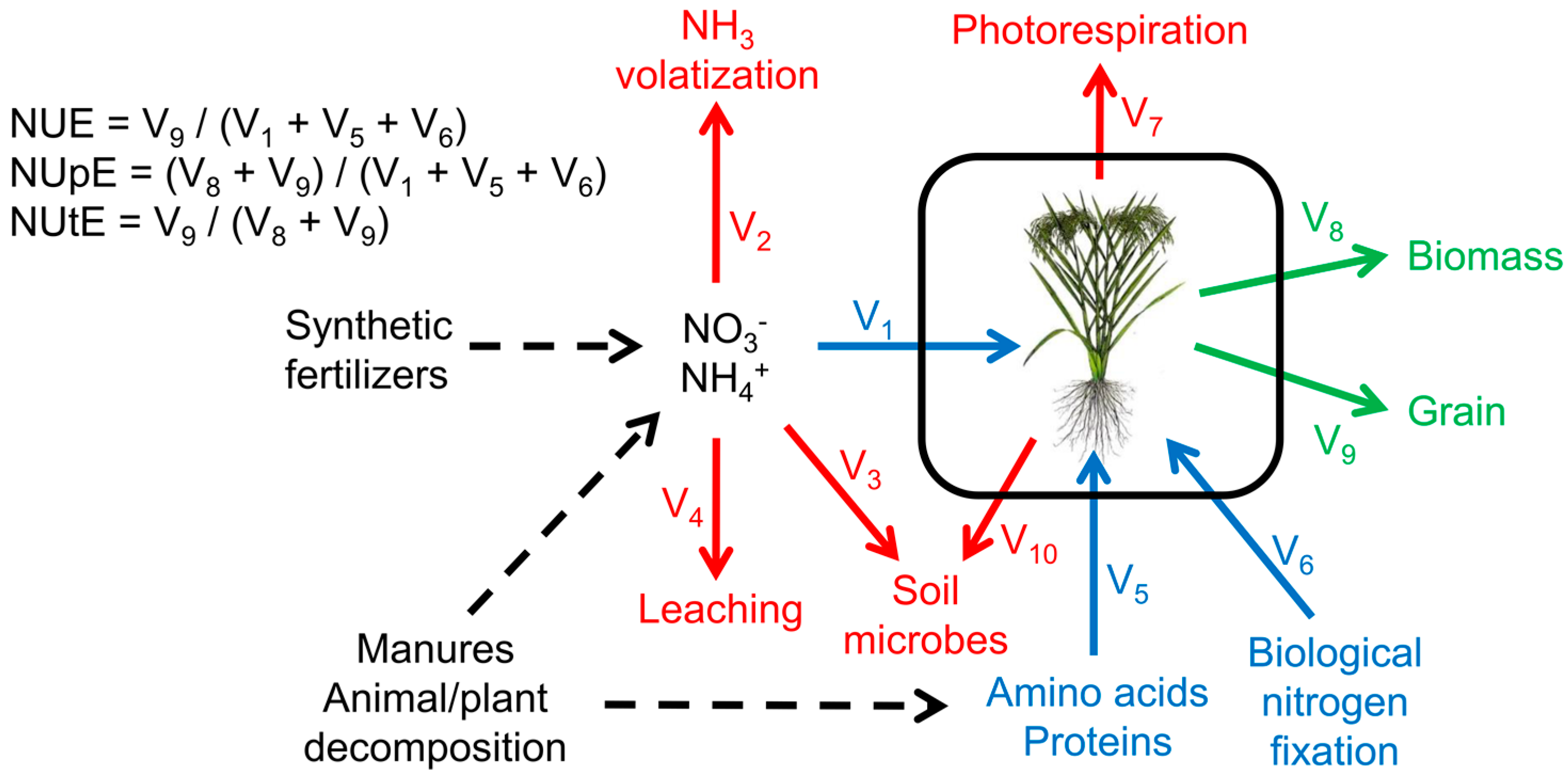 Plants Free FullText Understanding Plant Nitrogen Metabolism
