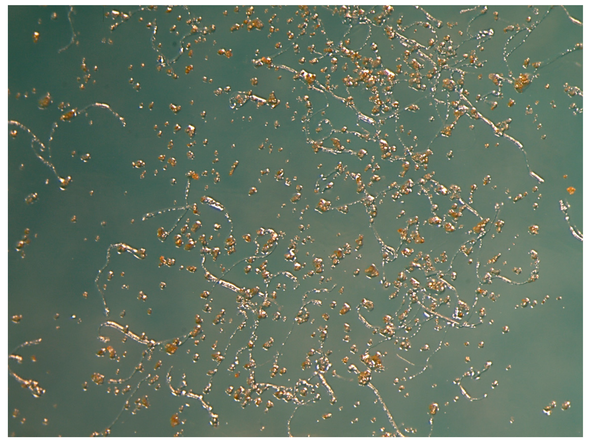 Plants 06 00017 g004 550