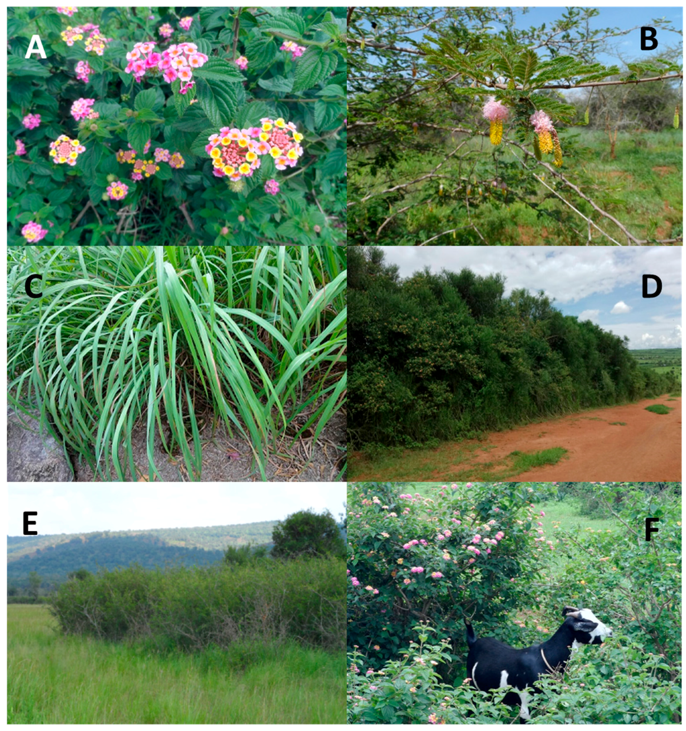 Plants 06 00019 g001 550