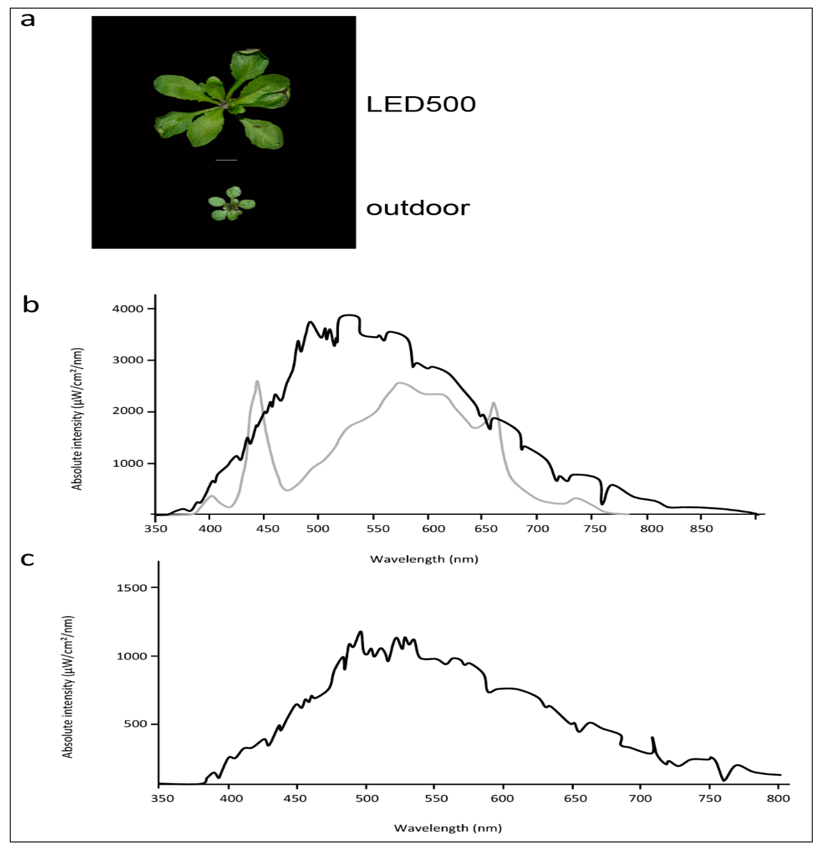Plants 06 00024 g006