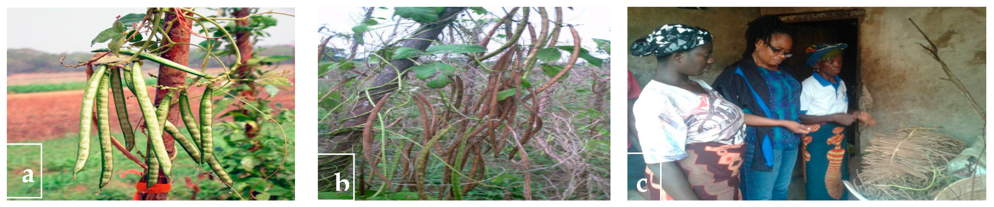 Plants 06 00030 g009 550